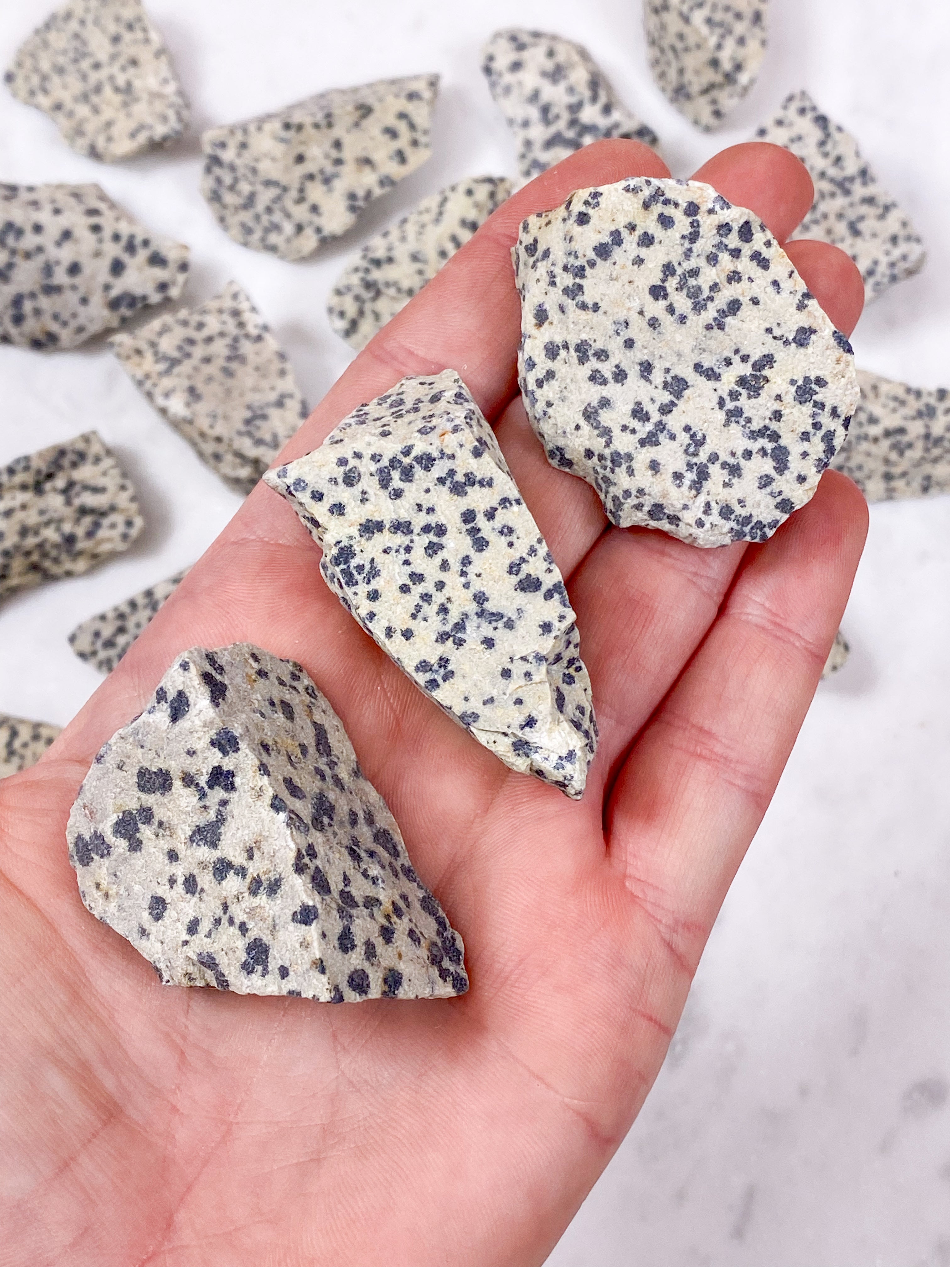 Dalmatiner Jasper Raw