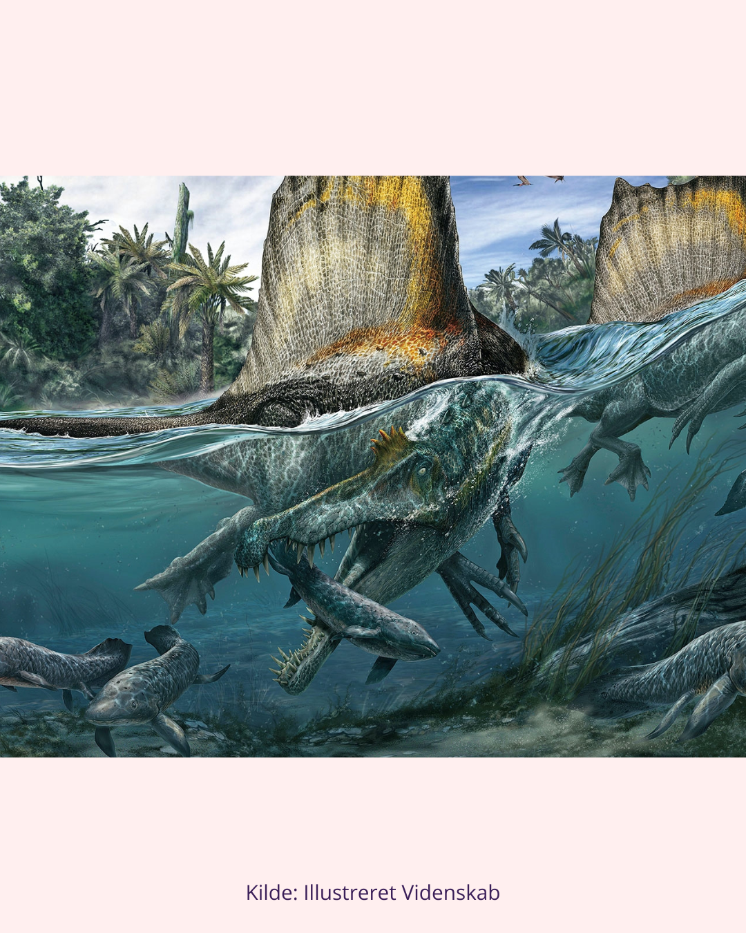Spinosaurus Tand Fossil (Nr. 11)