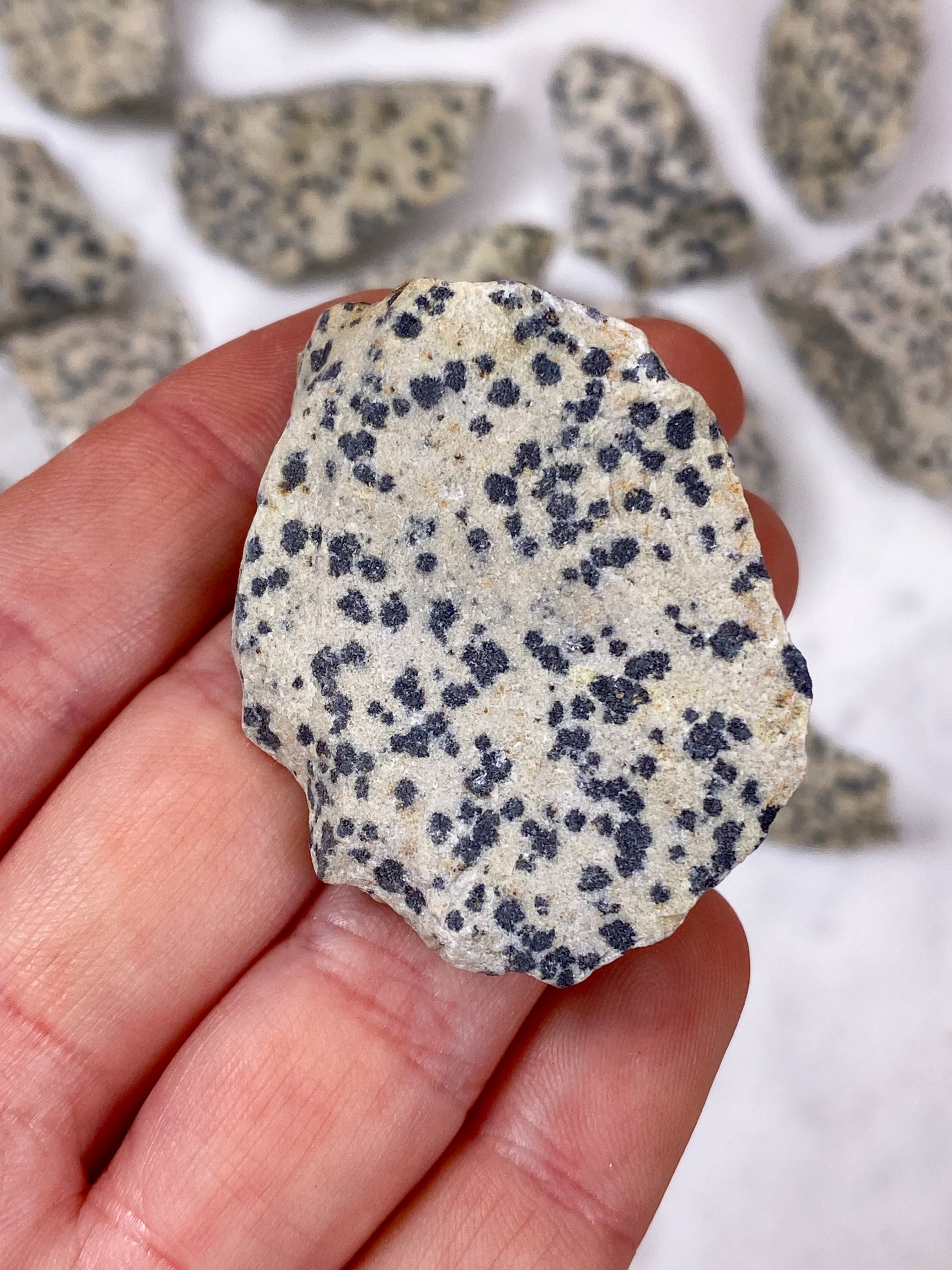 Dalmatiner Jasper Raw