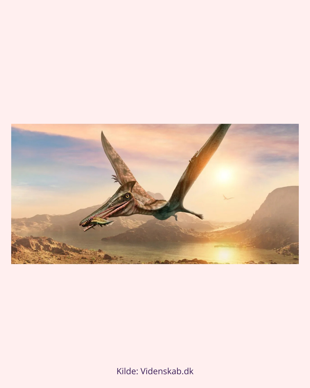 Pterosaur Tand Fossil (Nr. 7) Flyveøgle