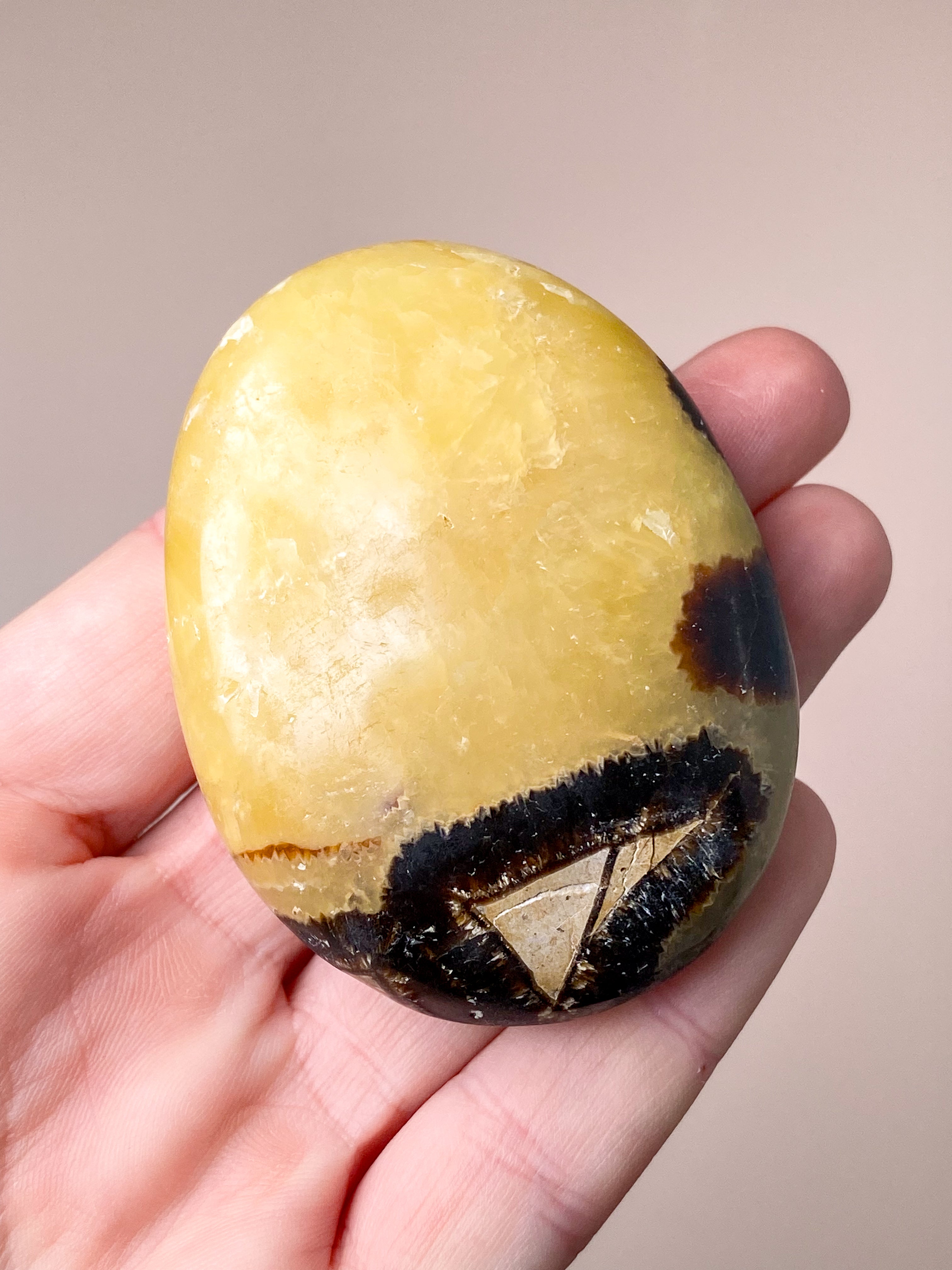 Septarie Palmstone (nr 1)