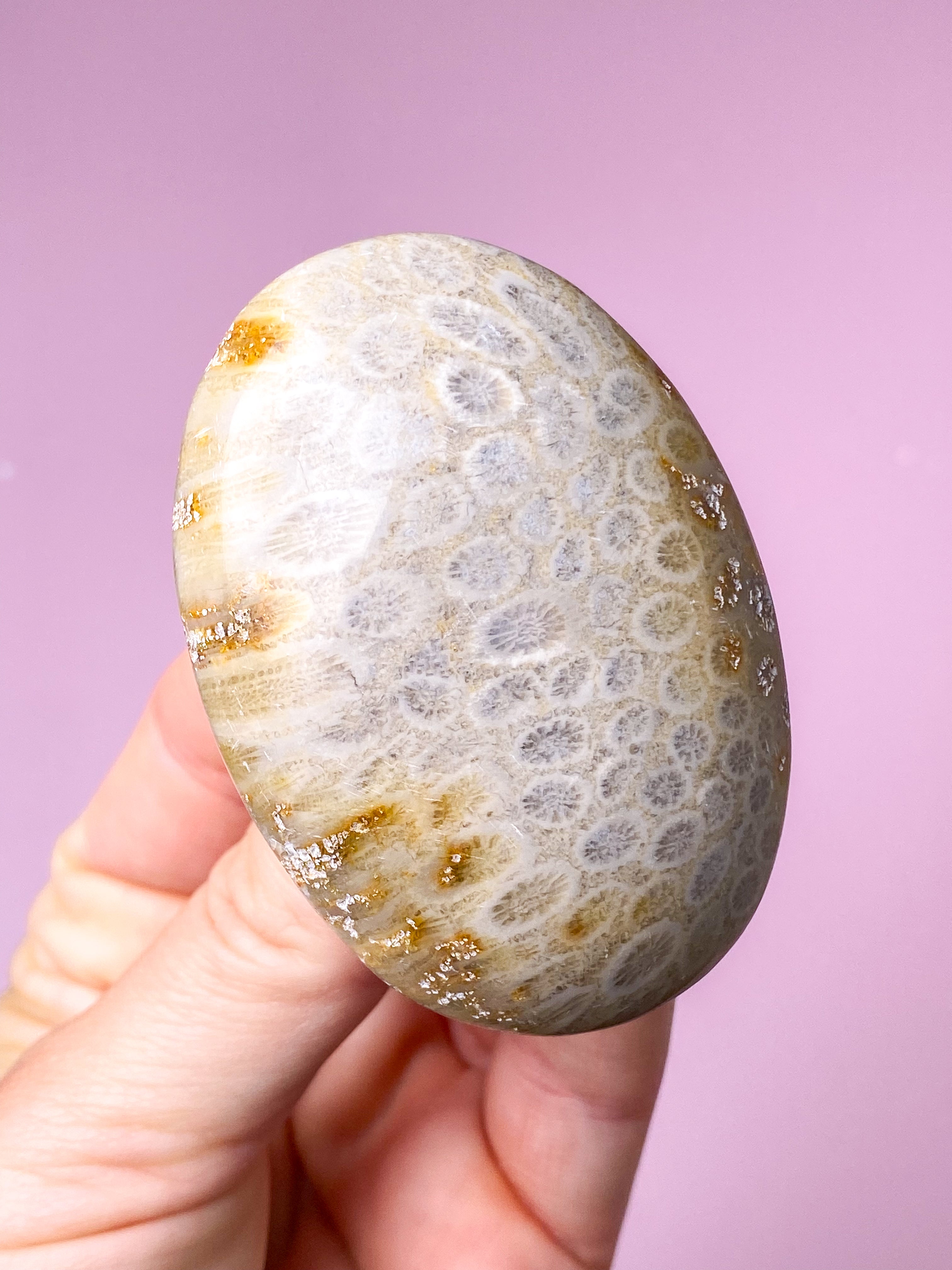 Korallrotfossil palmsten (nr 1)