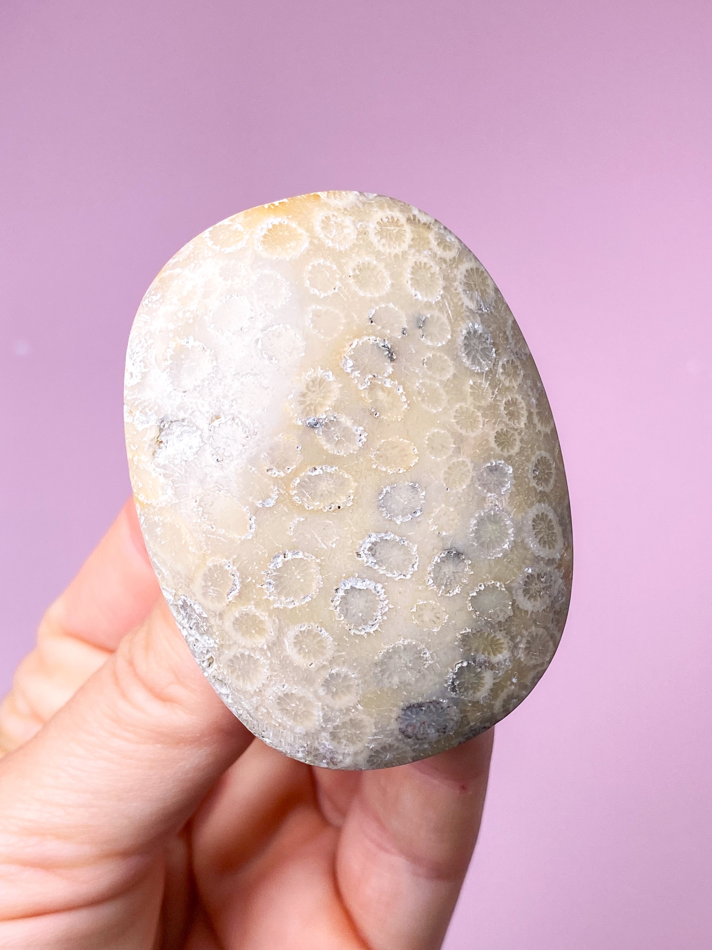 Korallrotfossil palmsten (nr 2)