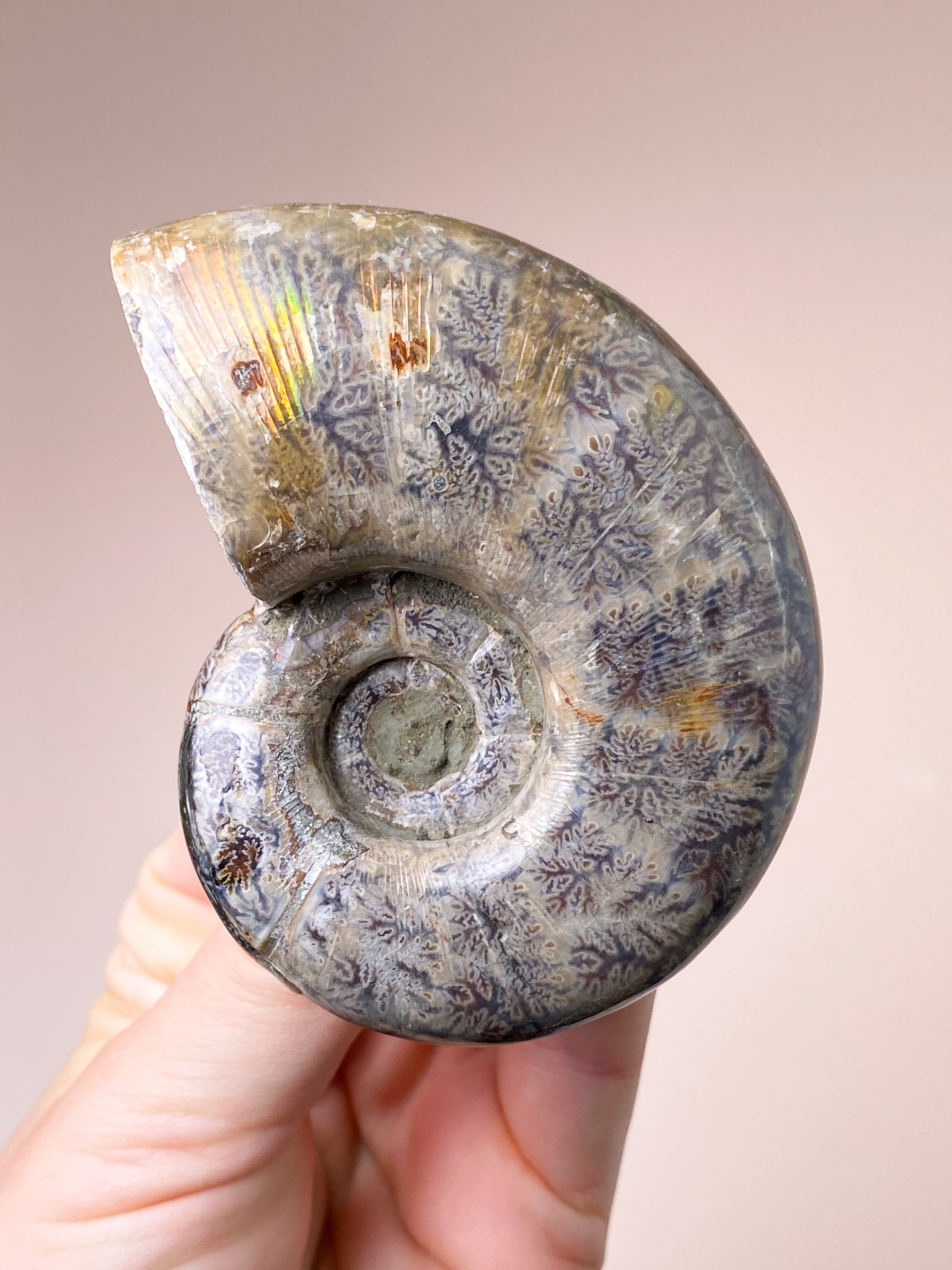 Nautilus Fossil (Nr. 2)