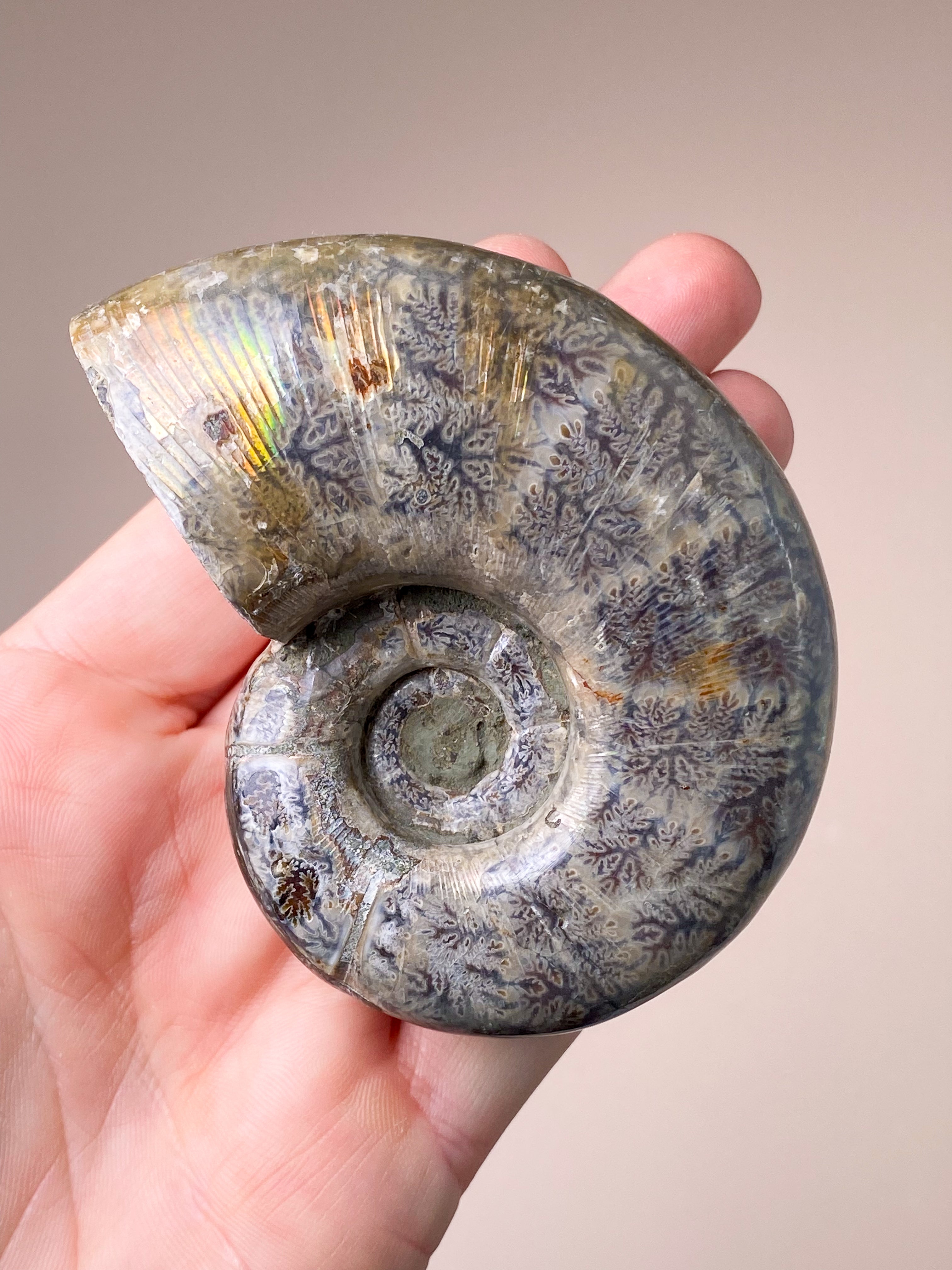 Nautilus Fossil (Nr. 2)