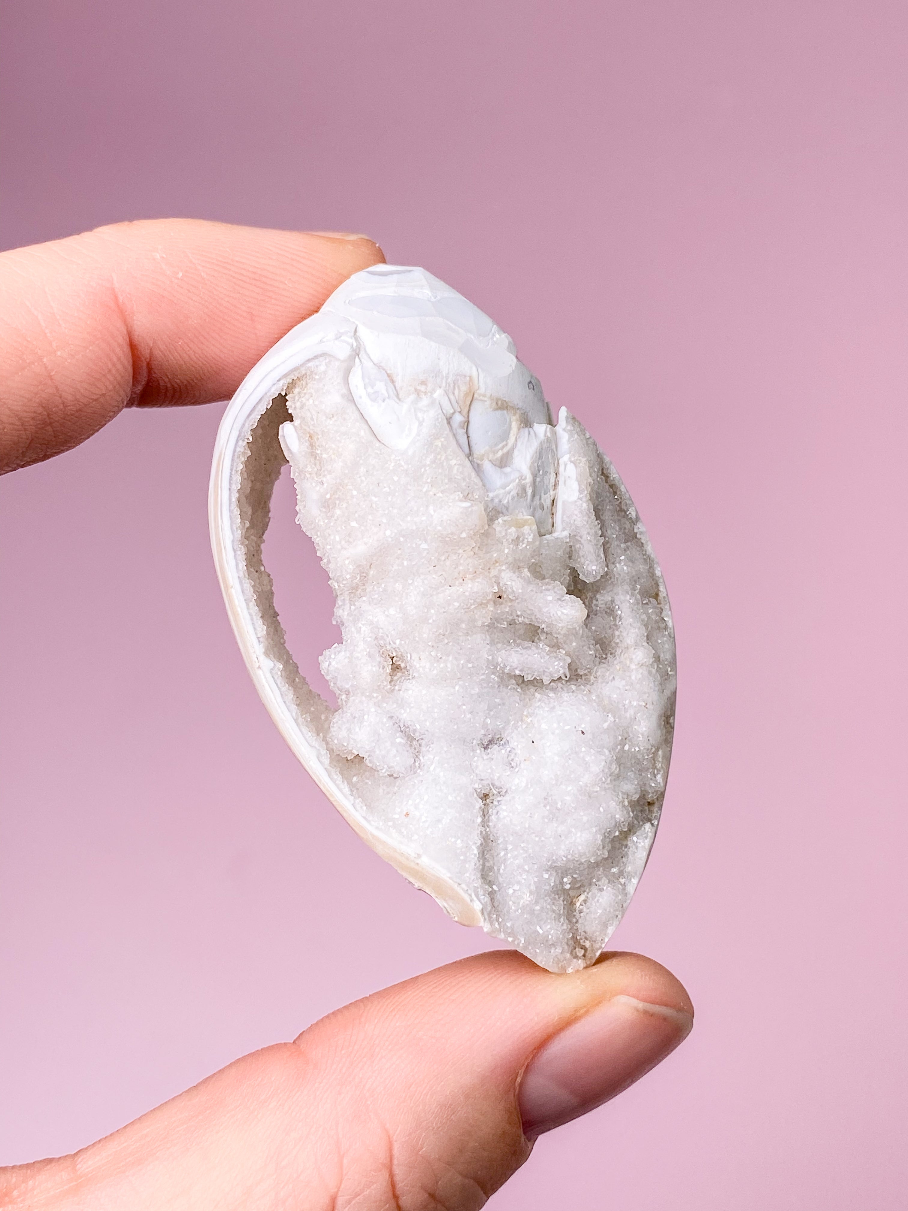 Druzy Conch Fossil (nr 24)