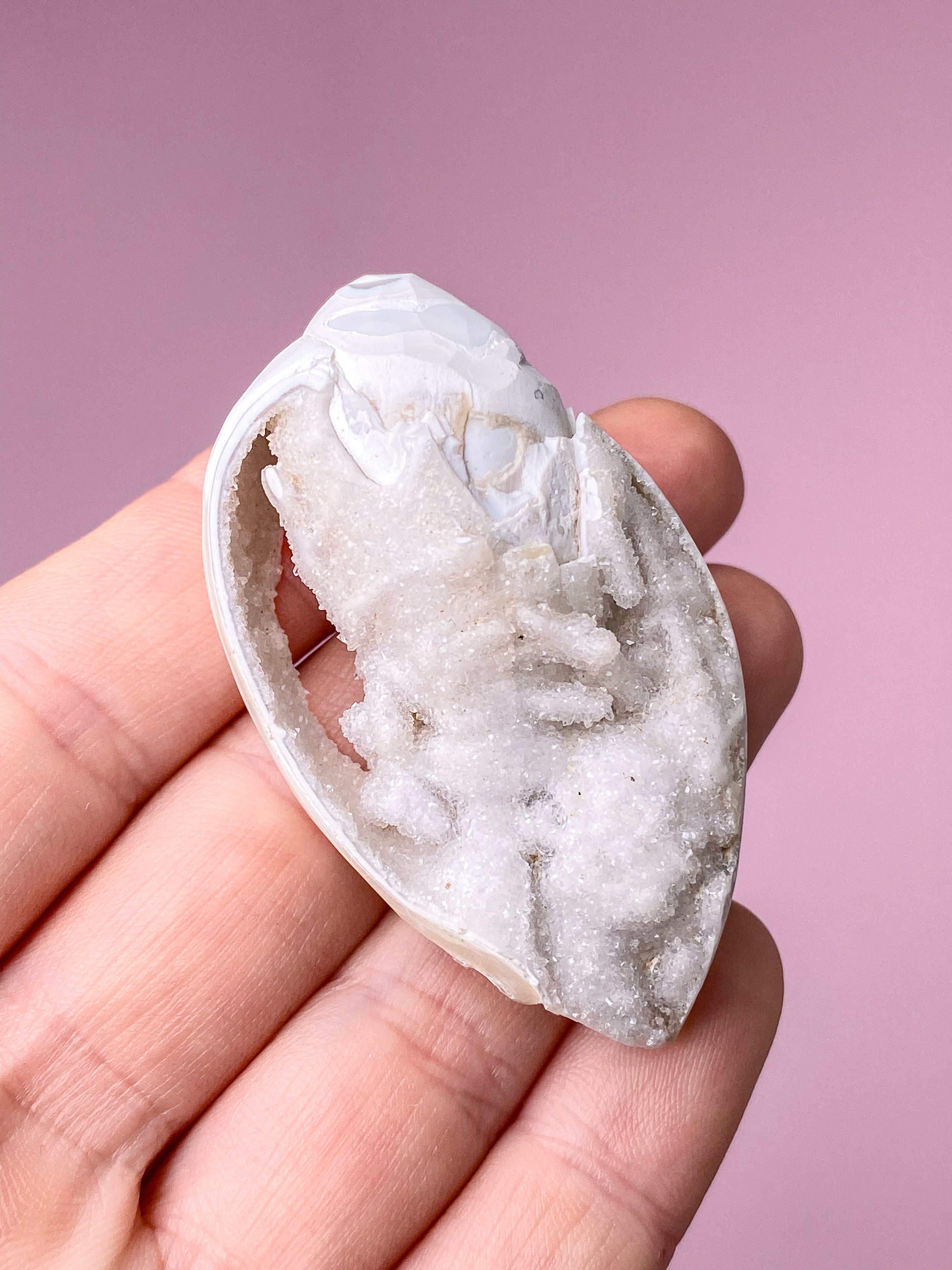 Druzy Conch Fossil (nr 24)