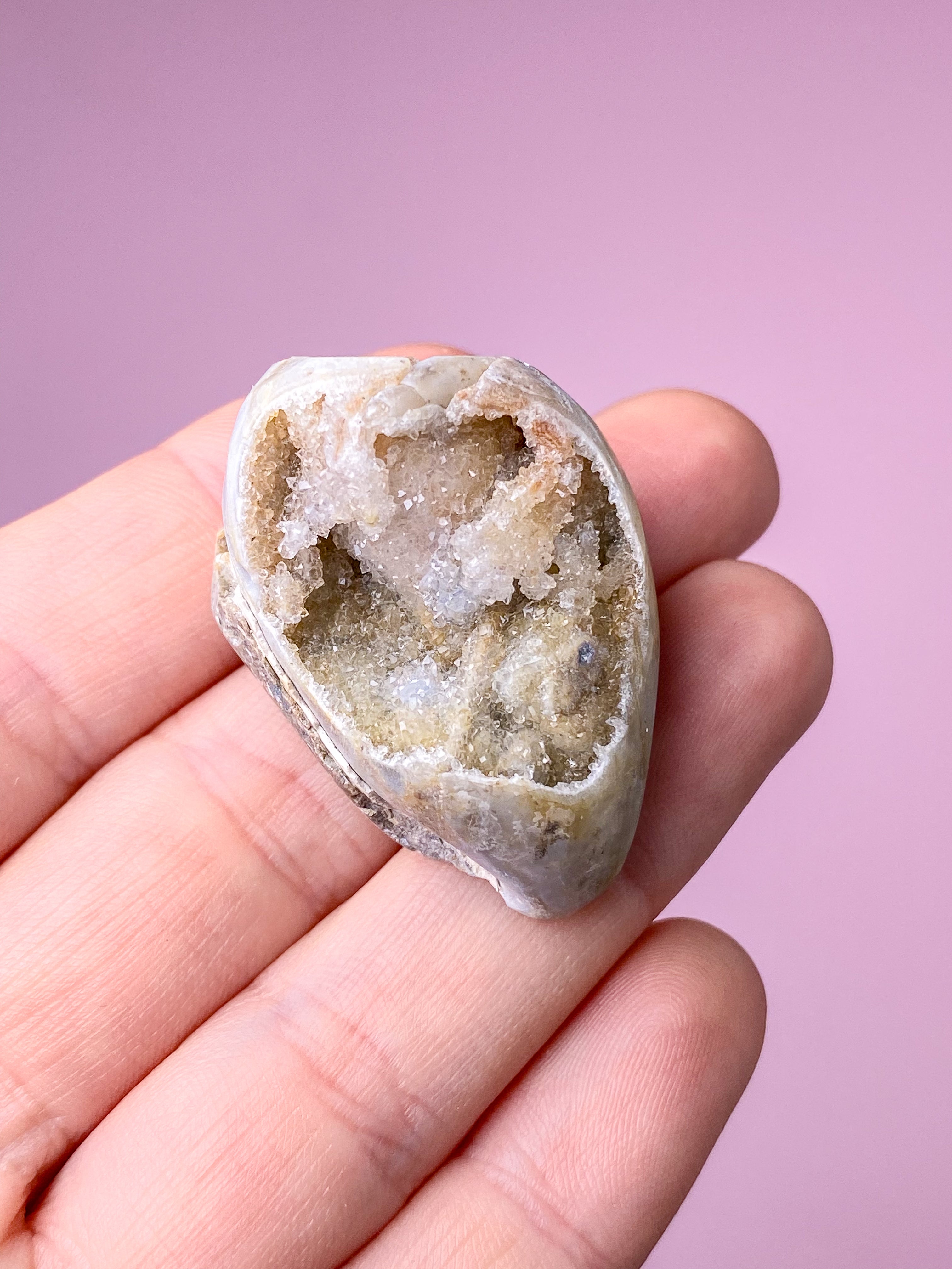 Druzy Conch-fossil (nr 25)