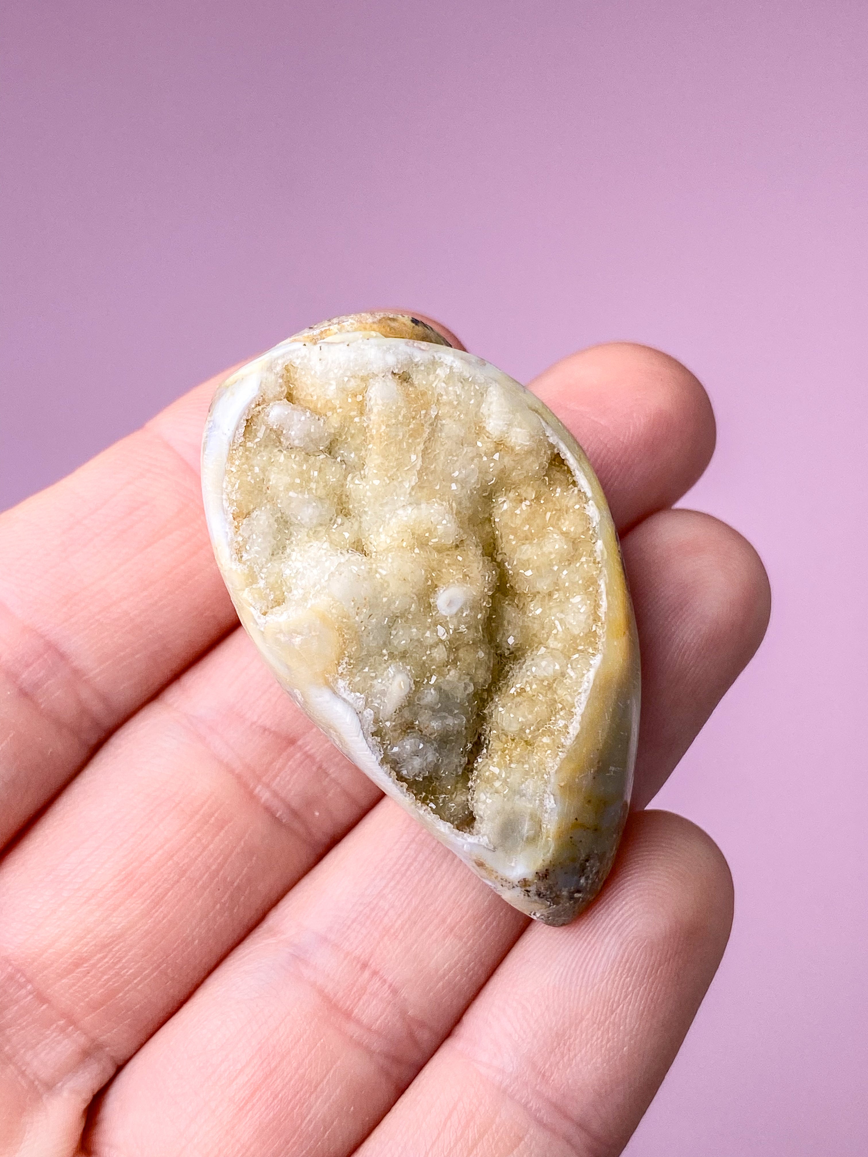 Druzy Conch-fossil (nr 27)