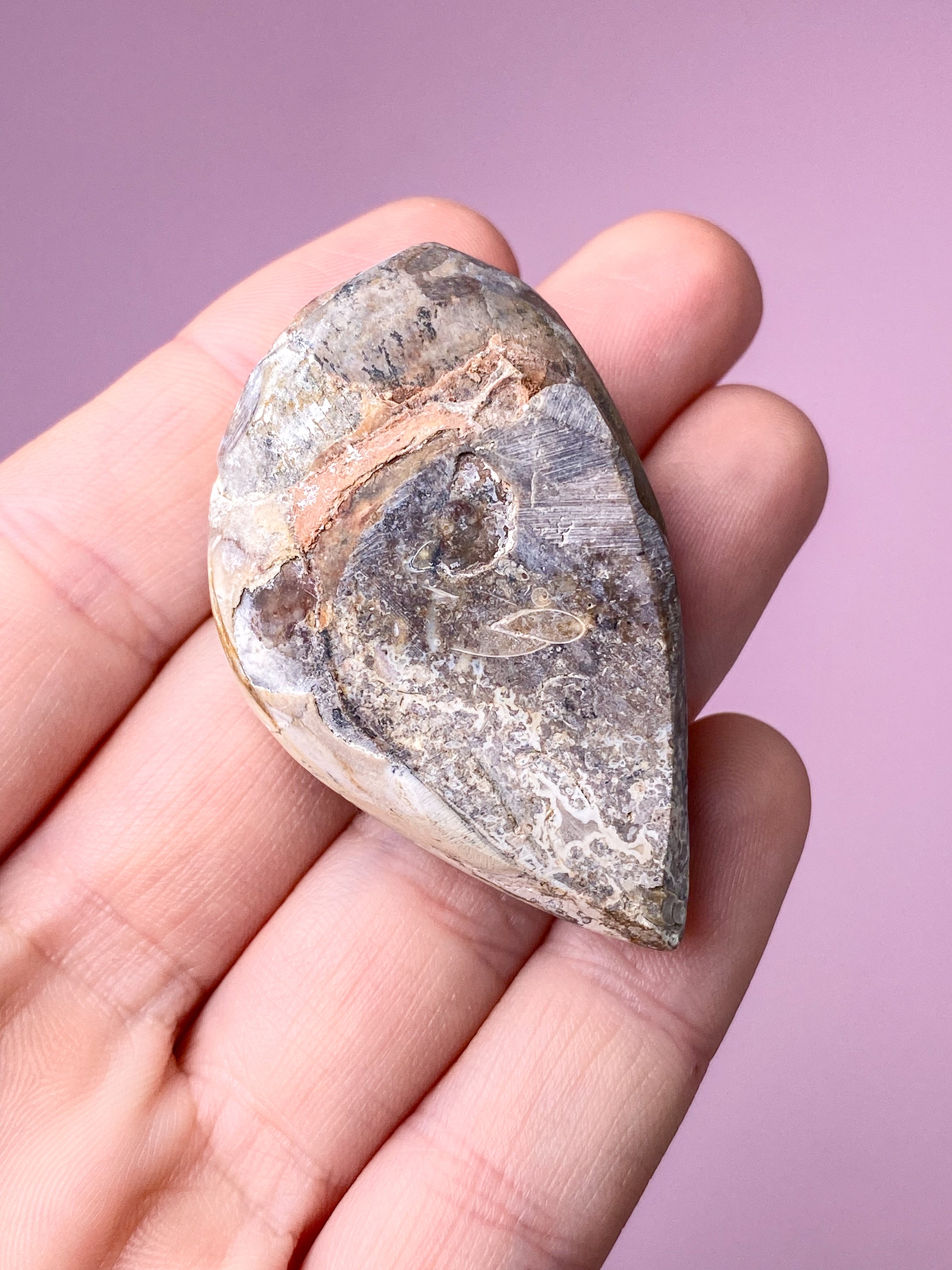 Druzy Conch-fossil (nr 28)