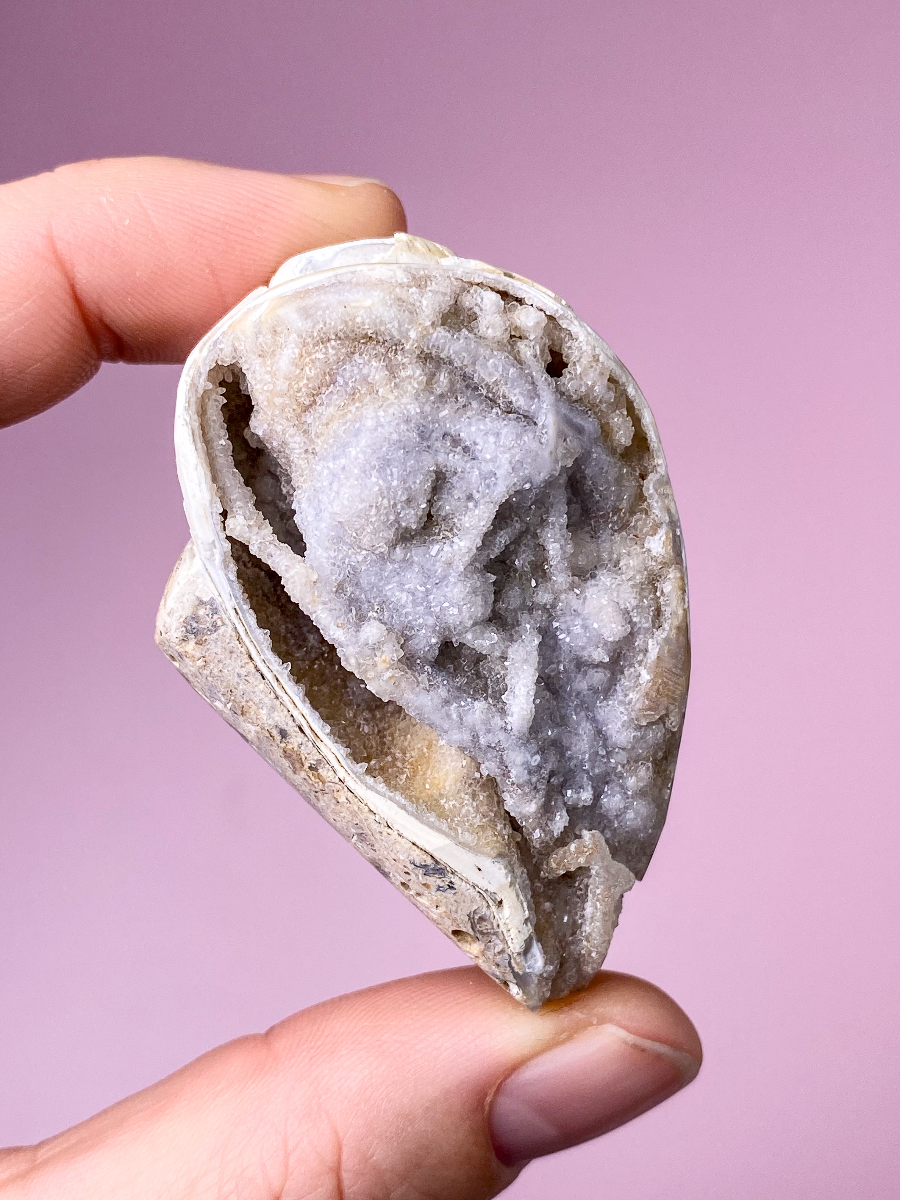 Druzy Conch-fossil (nr 29)