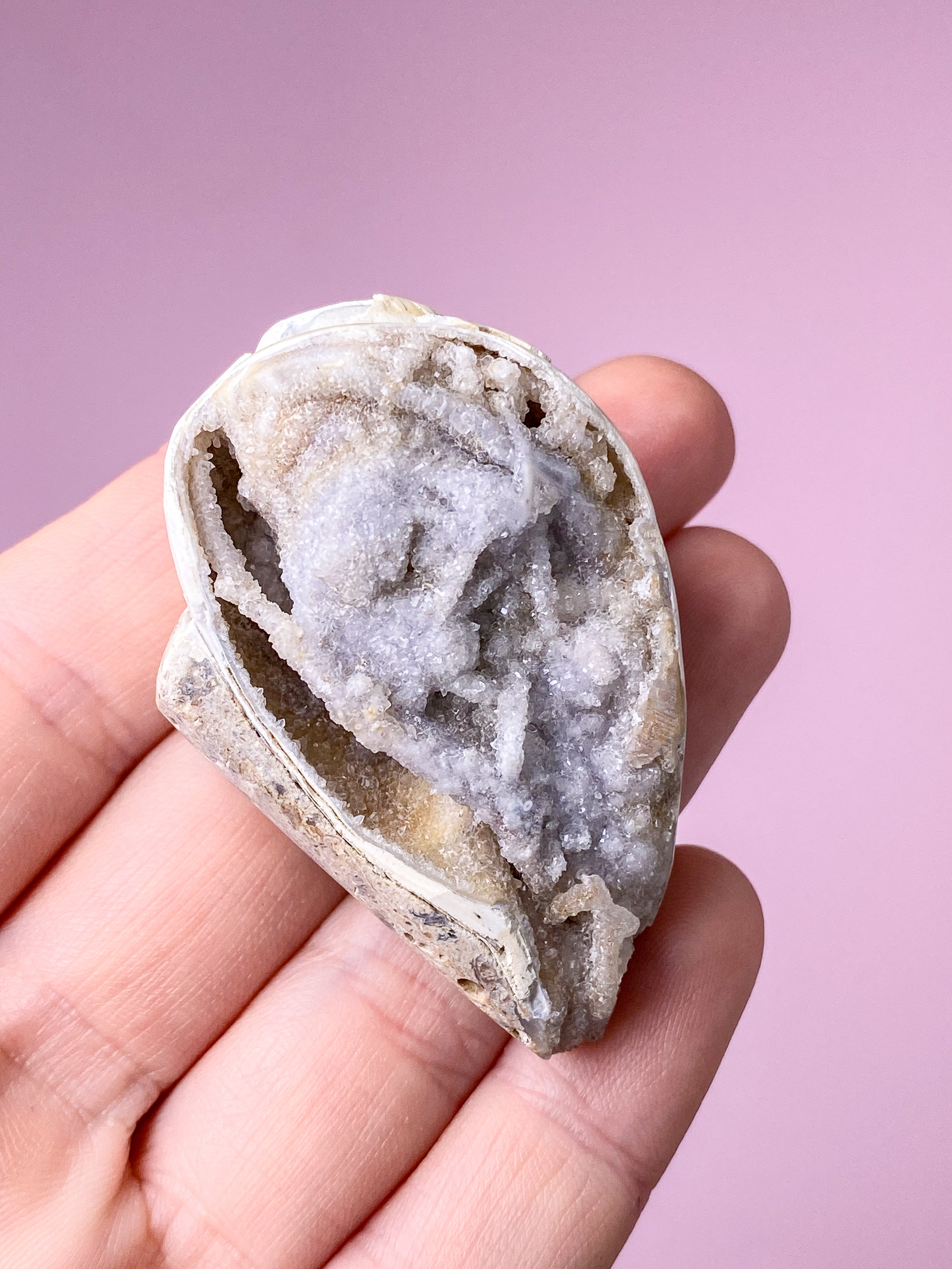 Druzy Conch-fossil (nr 29)