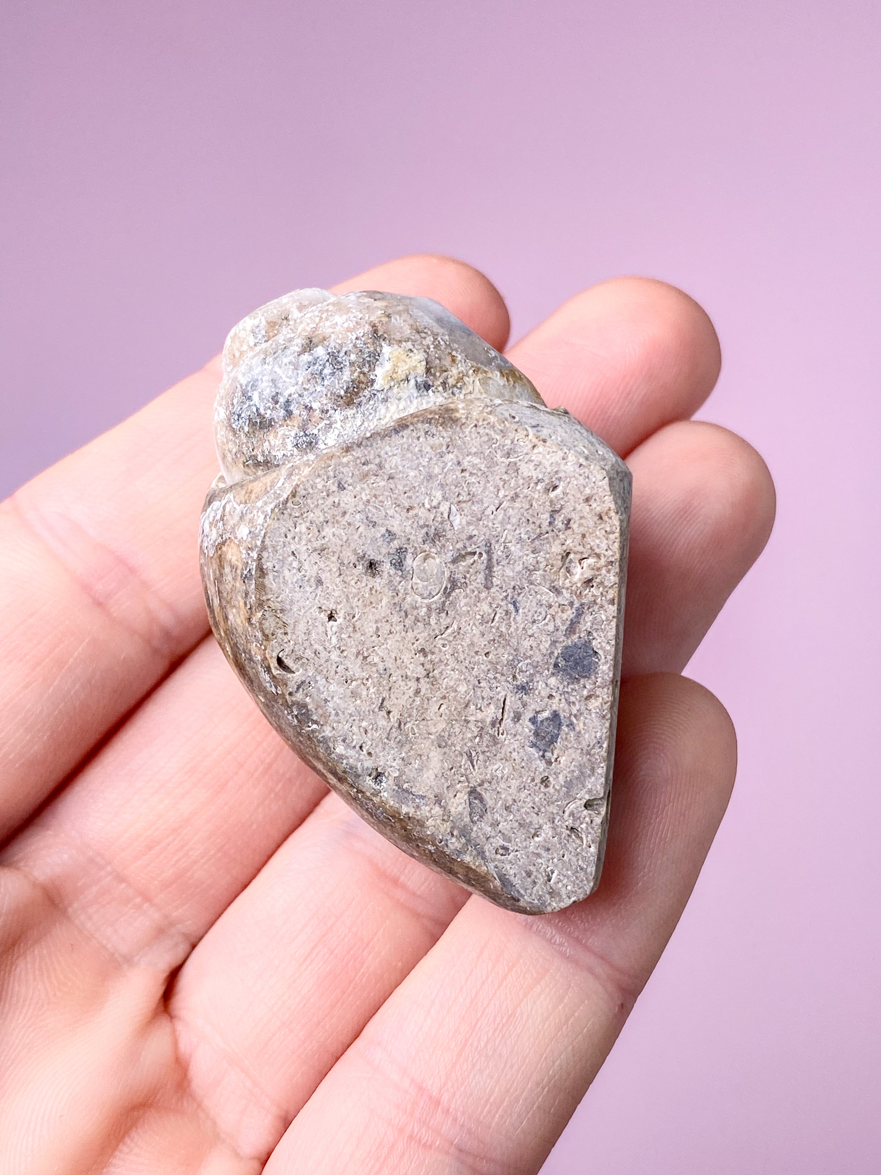 Druzy Conch Fossil (nr 30)