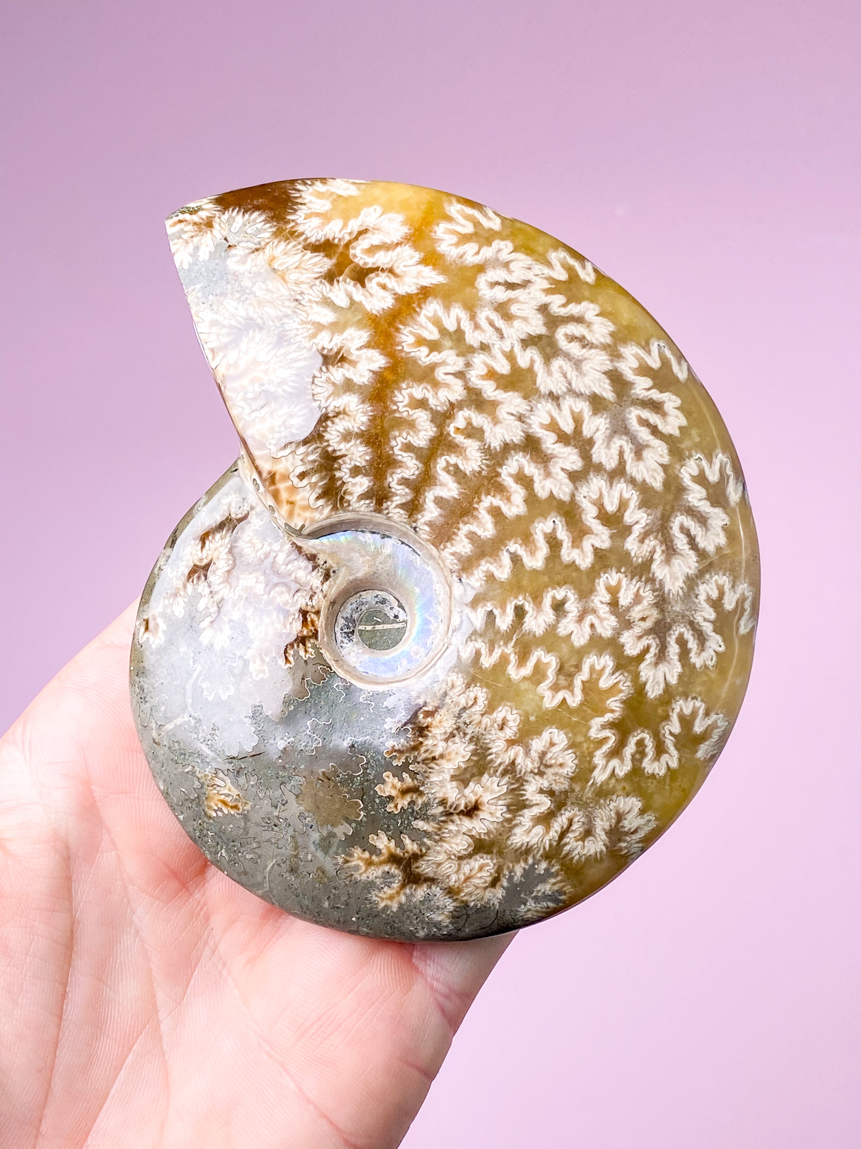 Jigsaw Ammonit (Nr. 1)