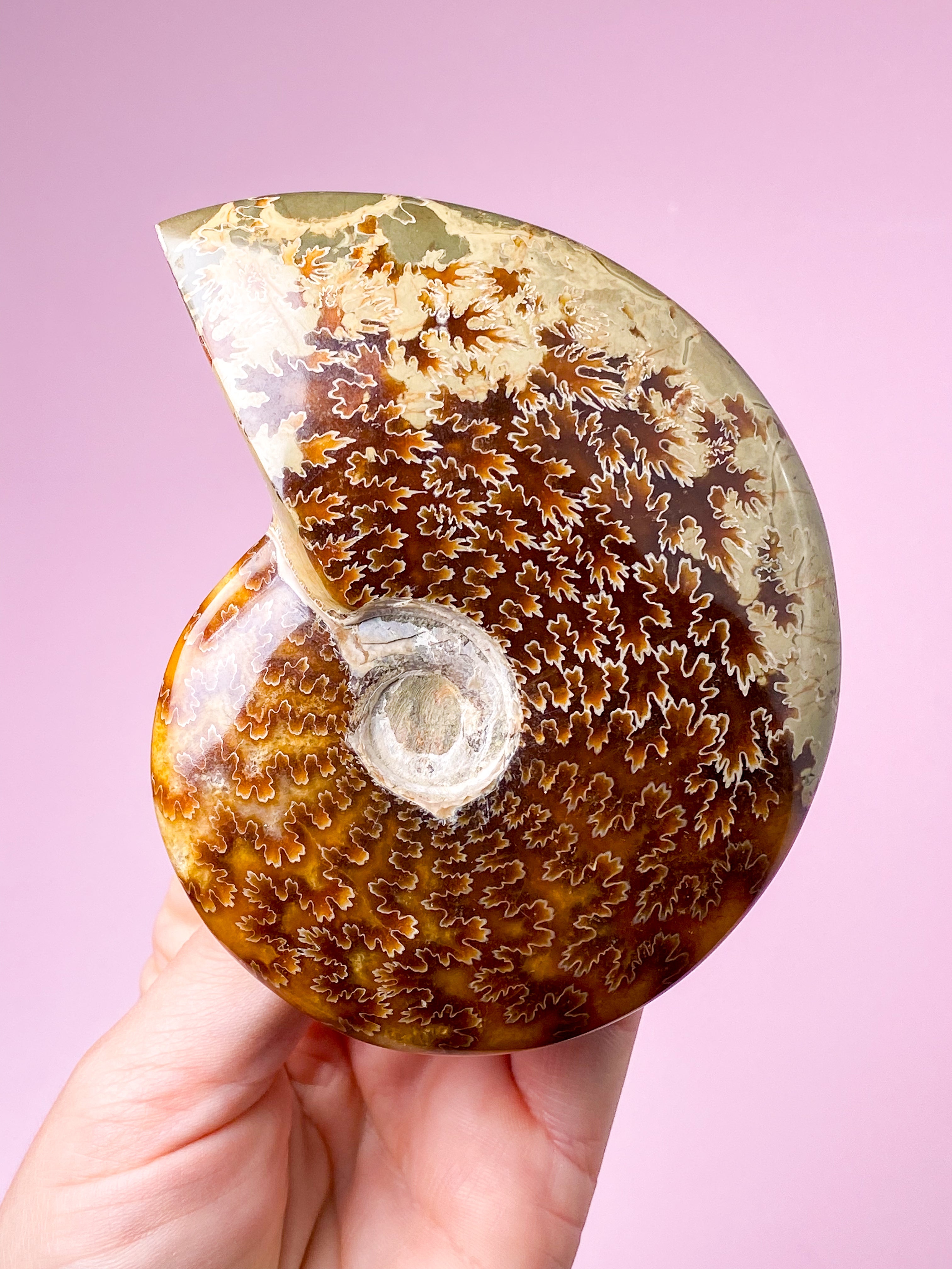 Jigsaw Ammonit (Nr. 2)