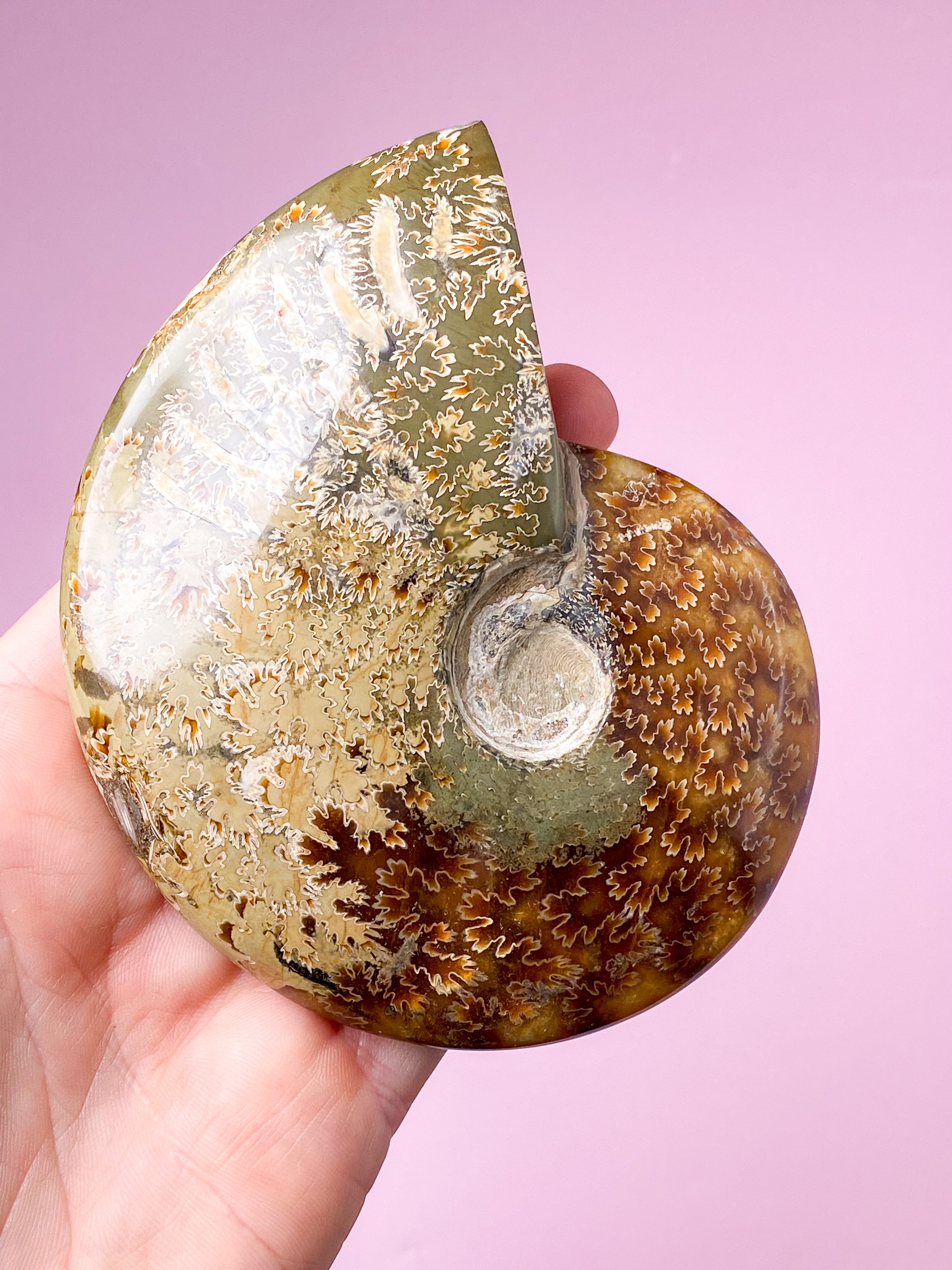 Jigsaw Ammonit (Nr. 2)