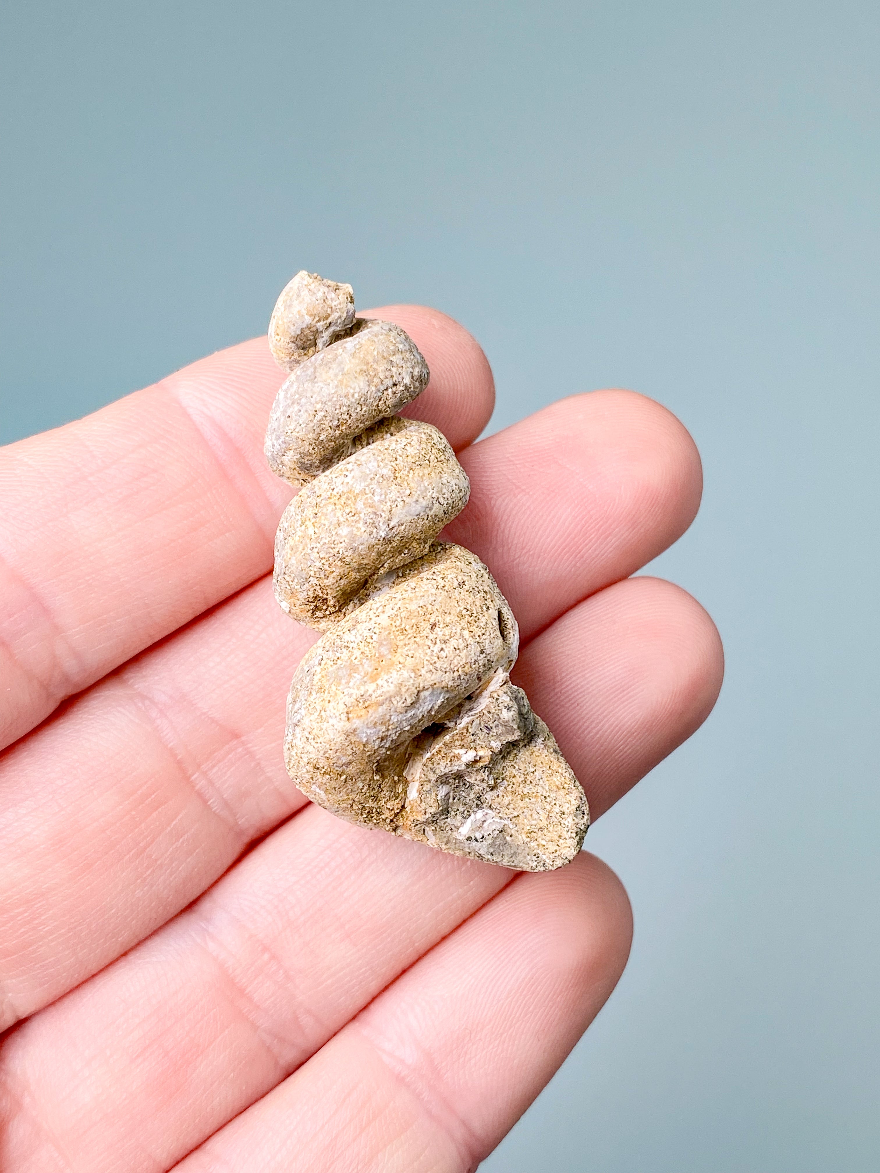 Turritella-fossil (nr 3)