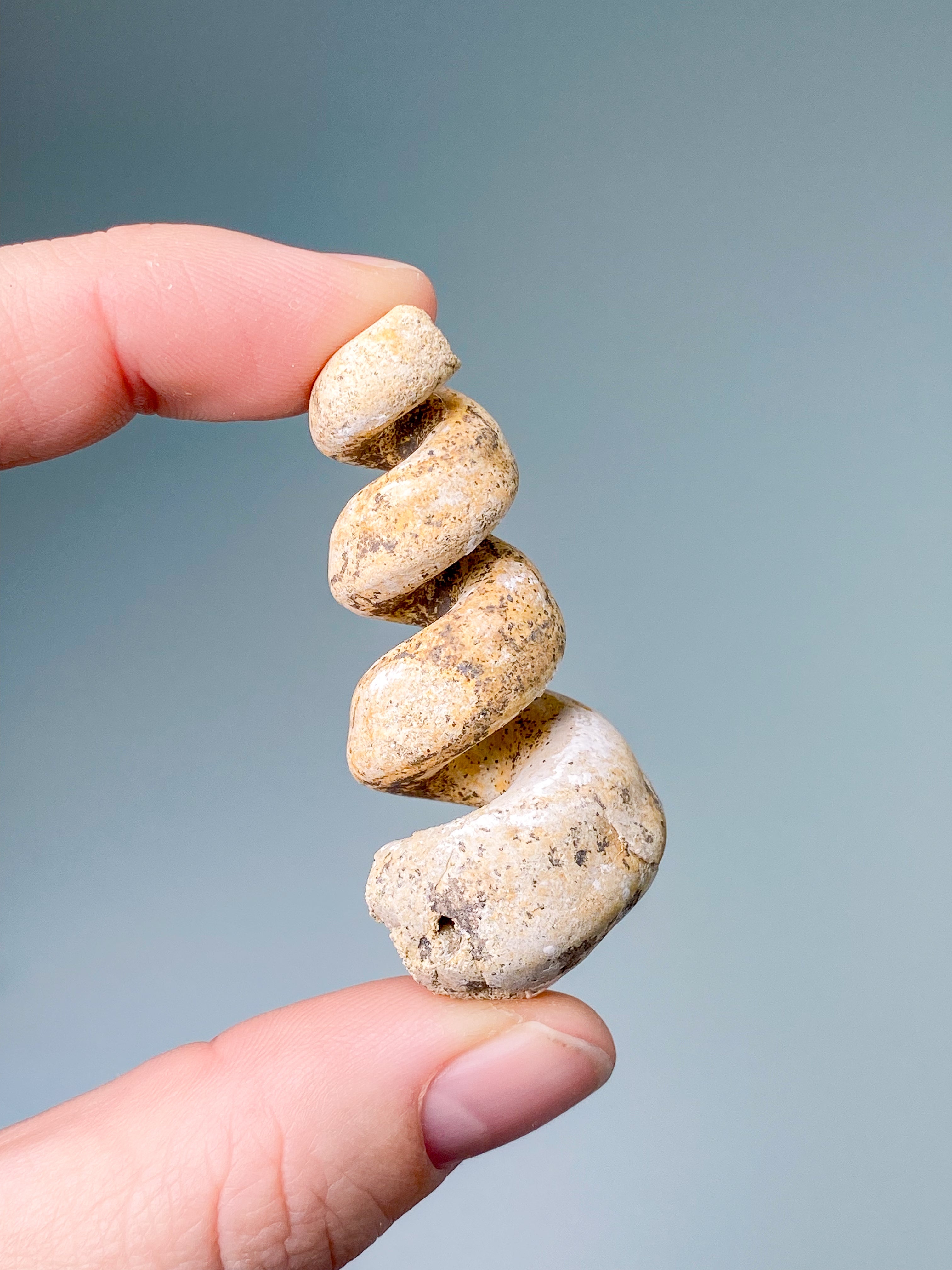 Turritella-fossil (nr 5)