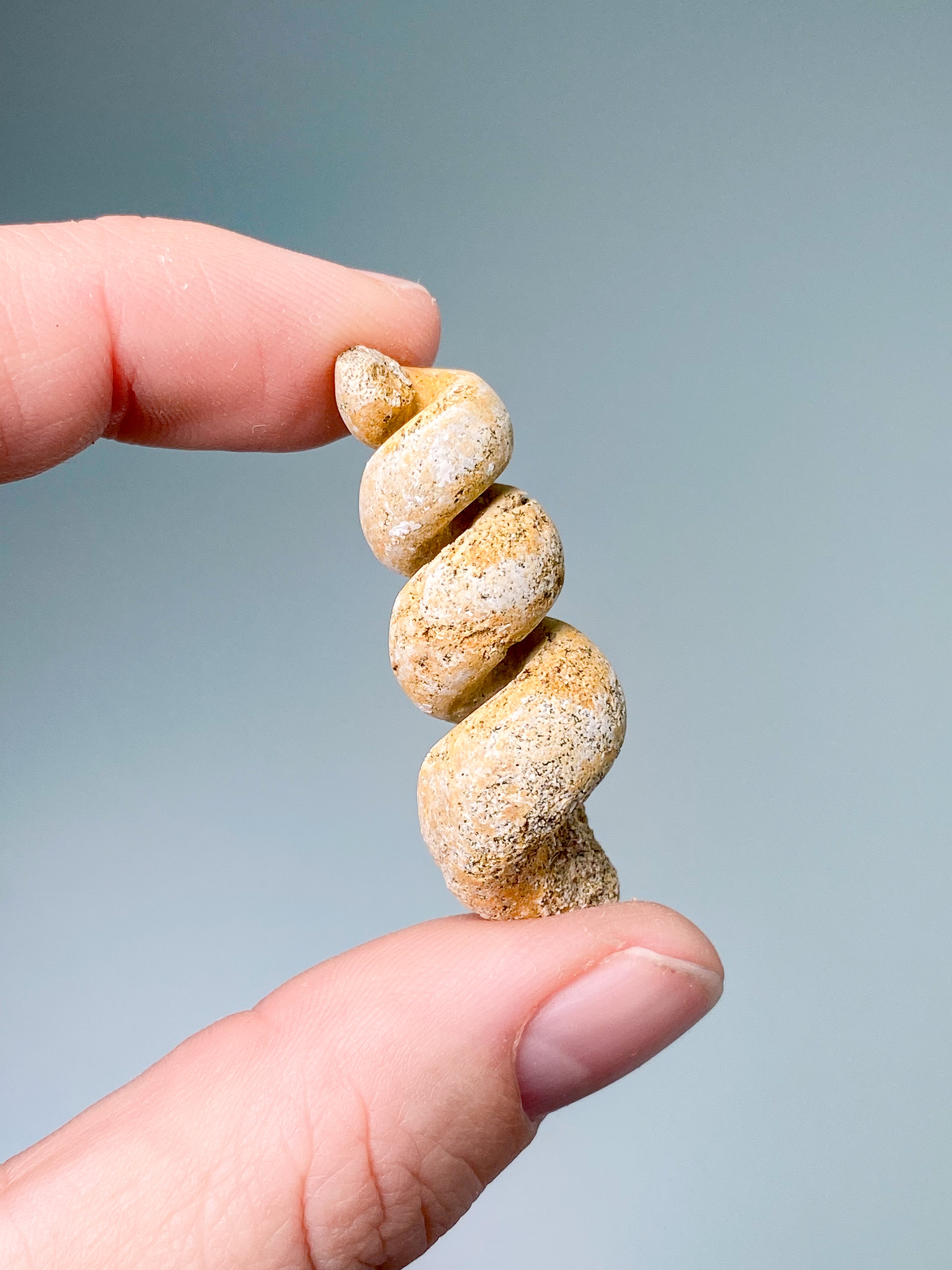 Turritella-fossil (nr 7)