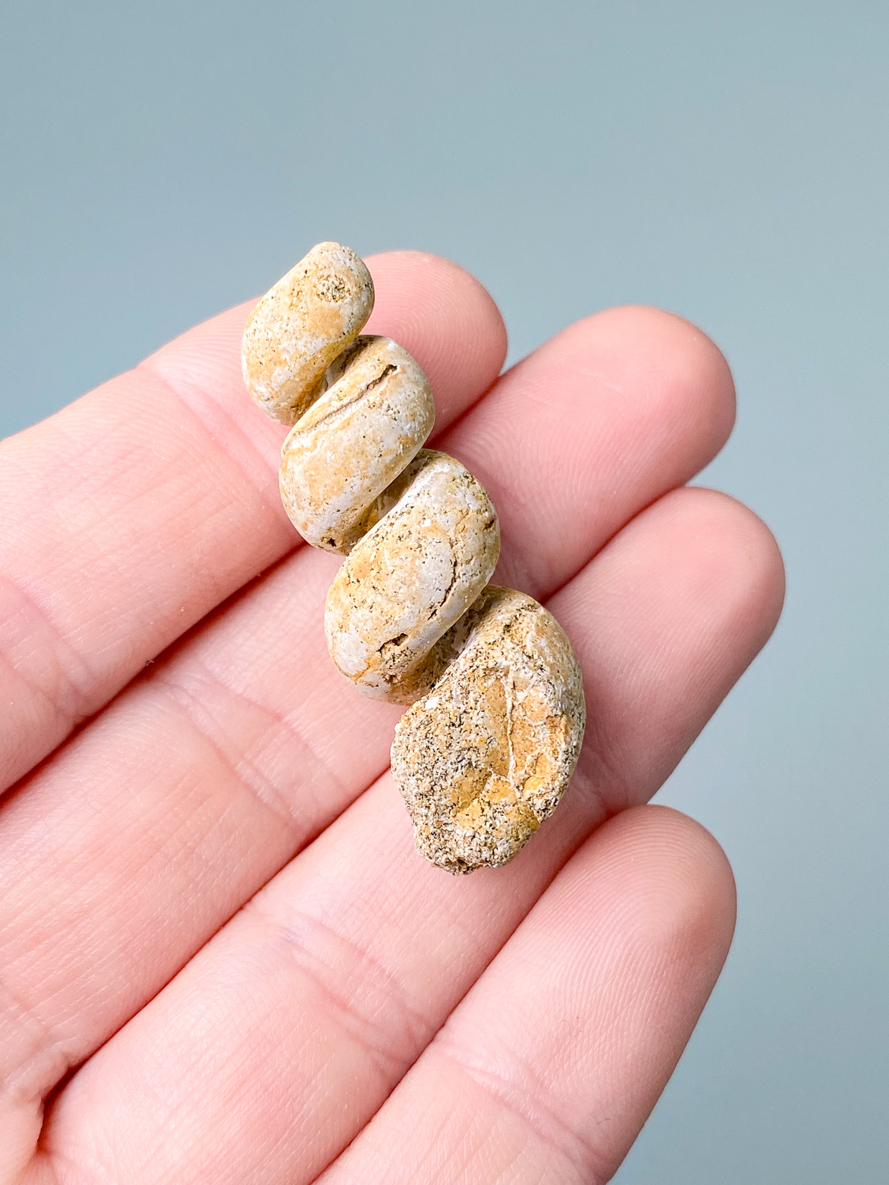 Turritella-fossil (nr 7)