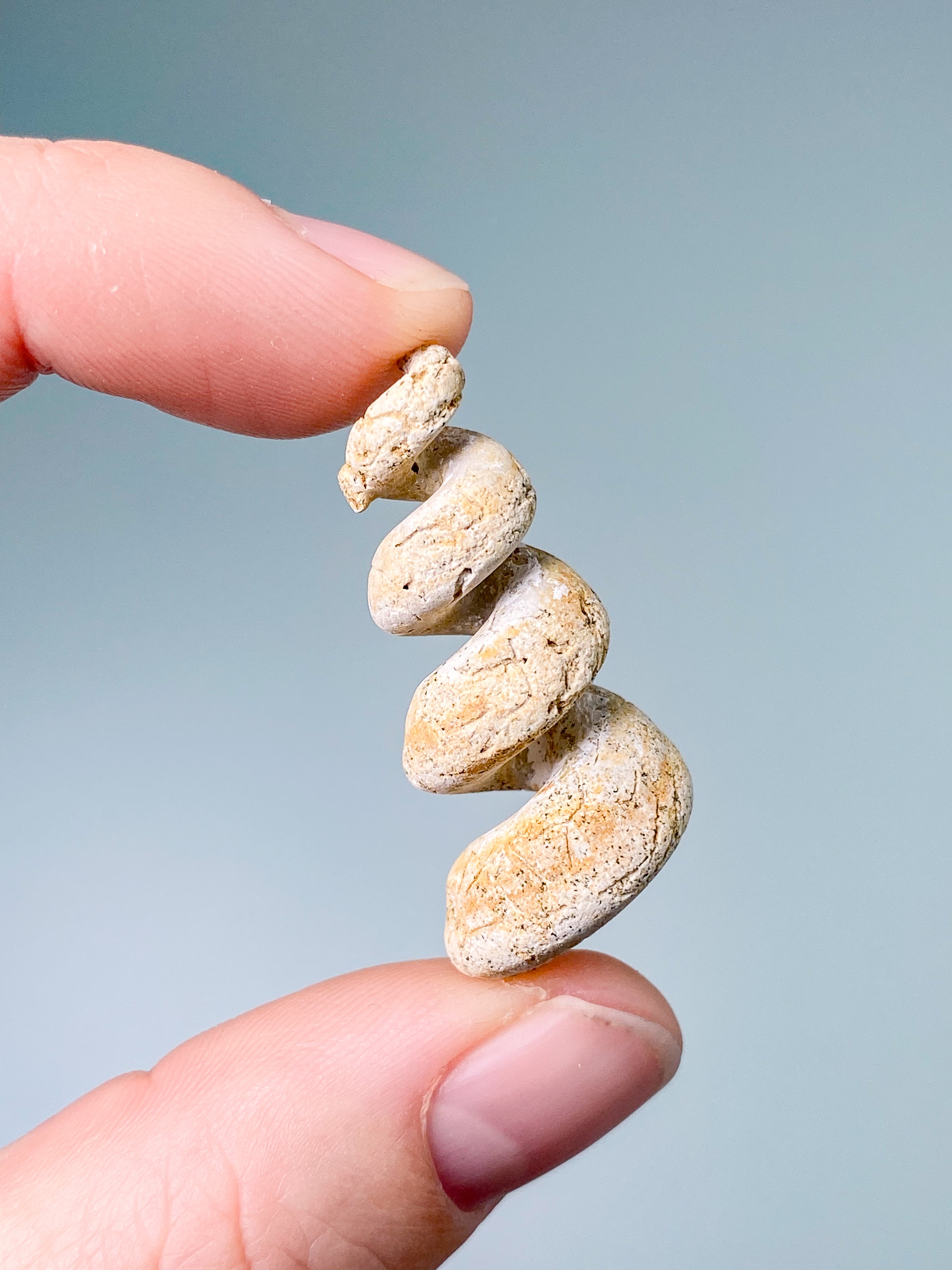 Turritella-fossil (nr 8)