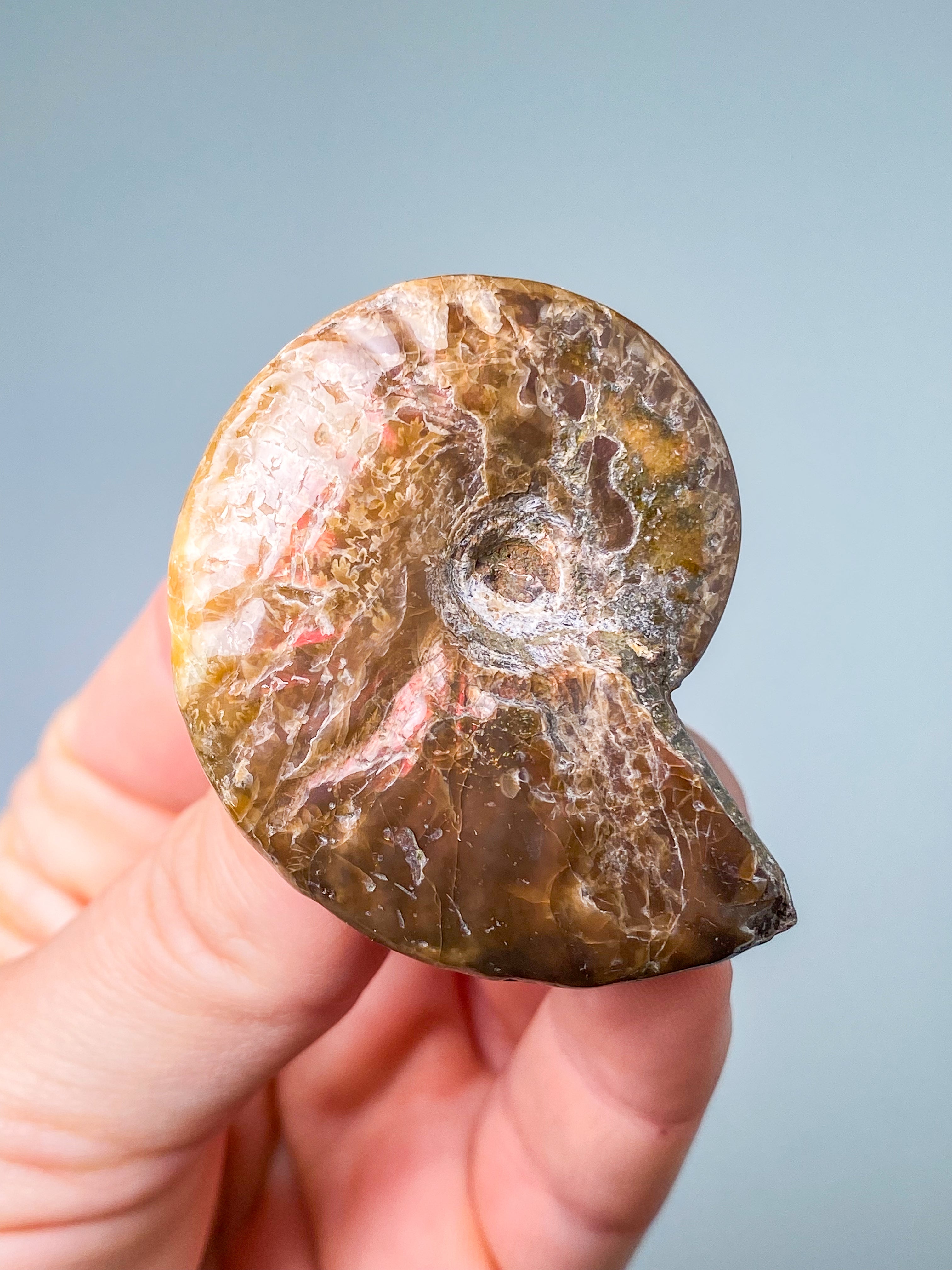 Röd opaliserad ammonit (nr 2)