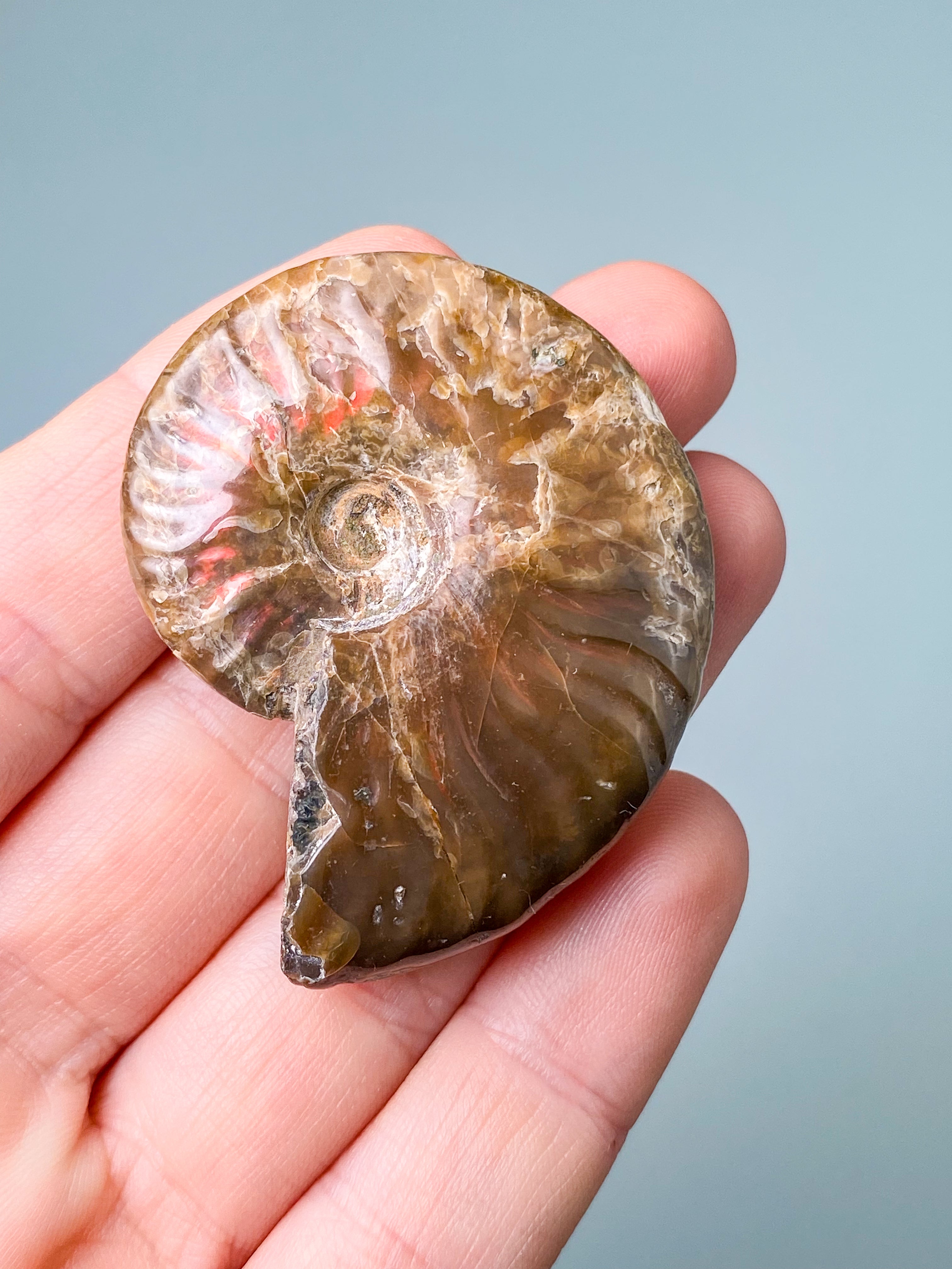 Röd opaliserad ammonit (nr 2)