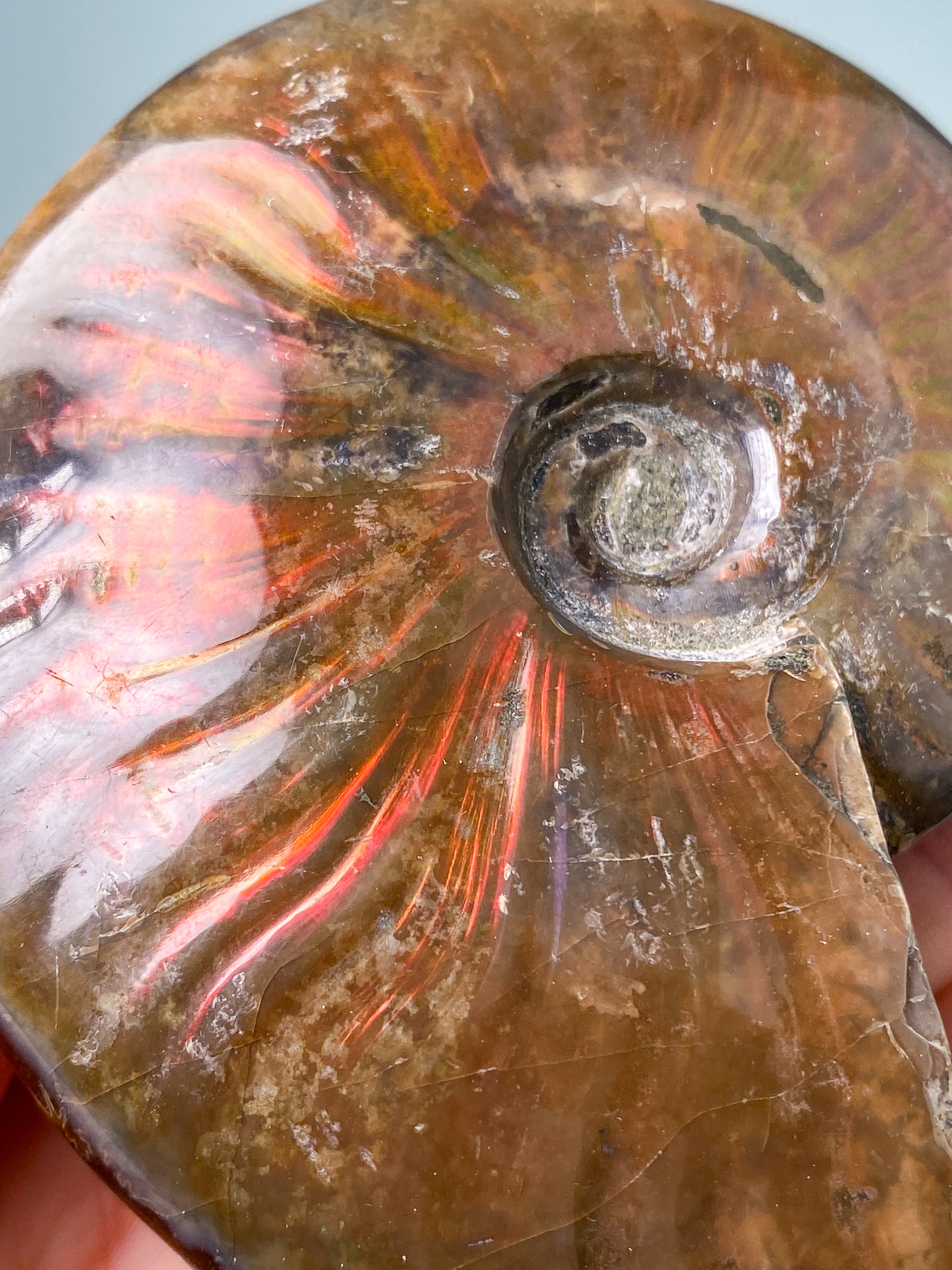 Röd opaliserad ammonit (nr 6)