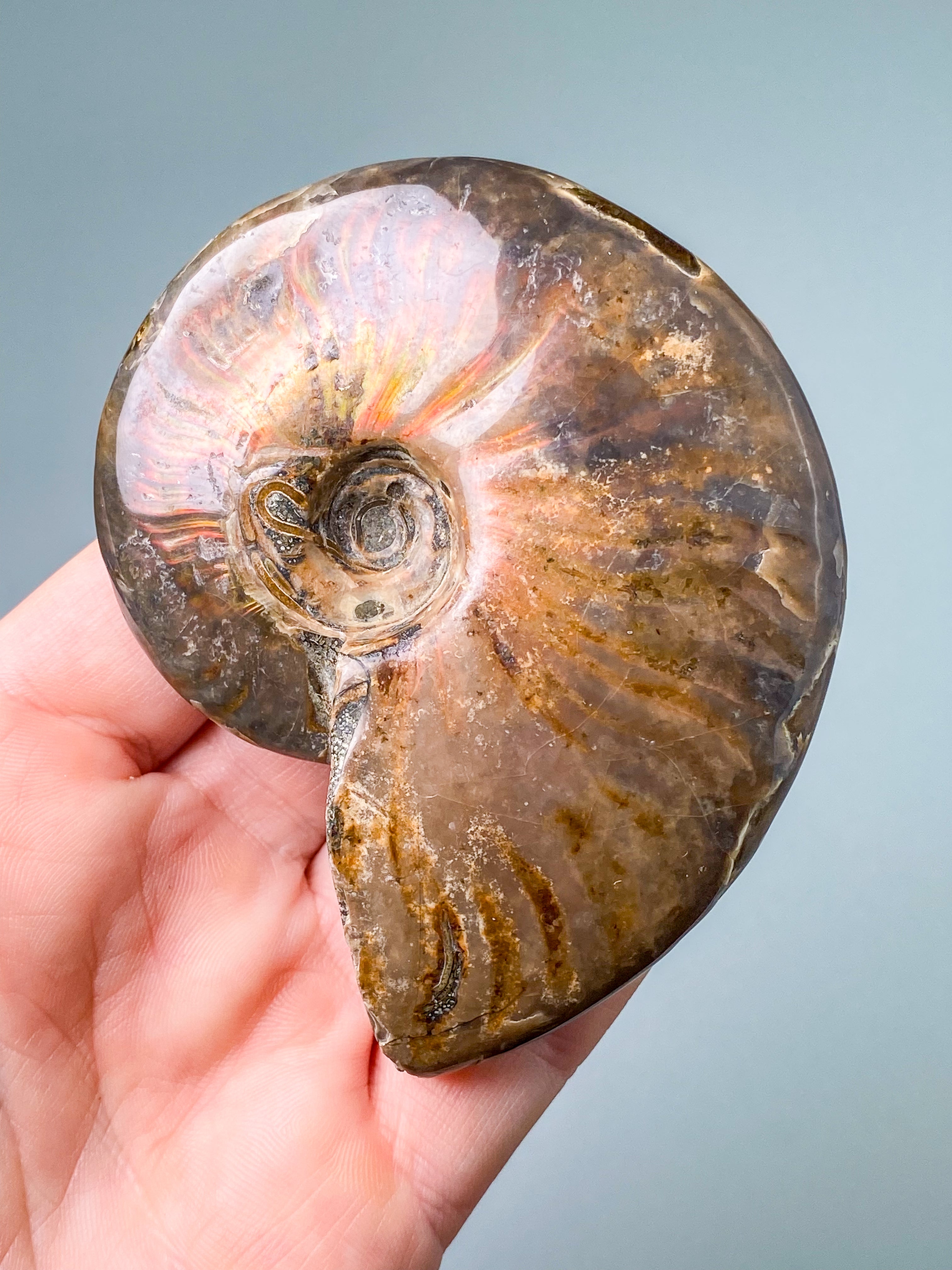 Röd opaliserad ammonit (nr 6)