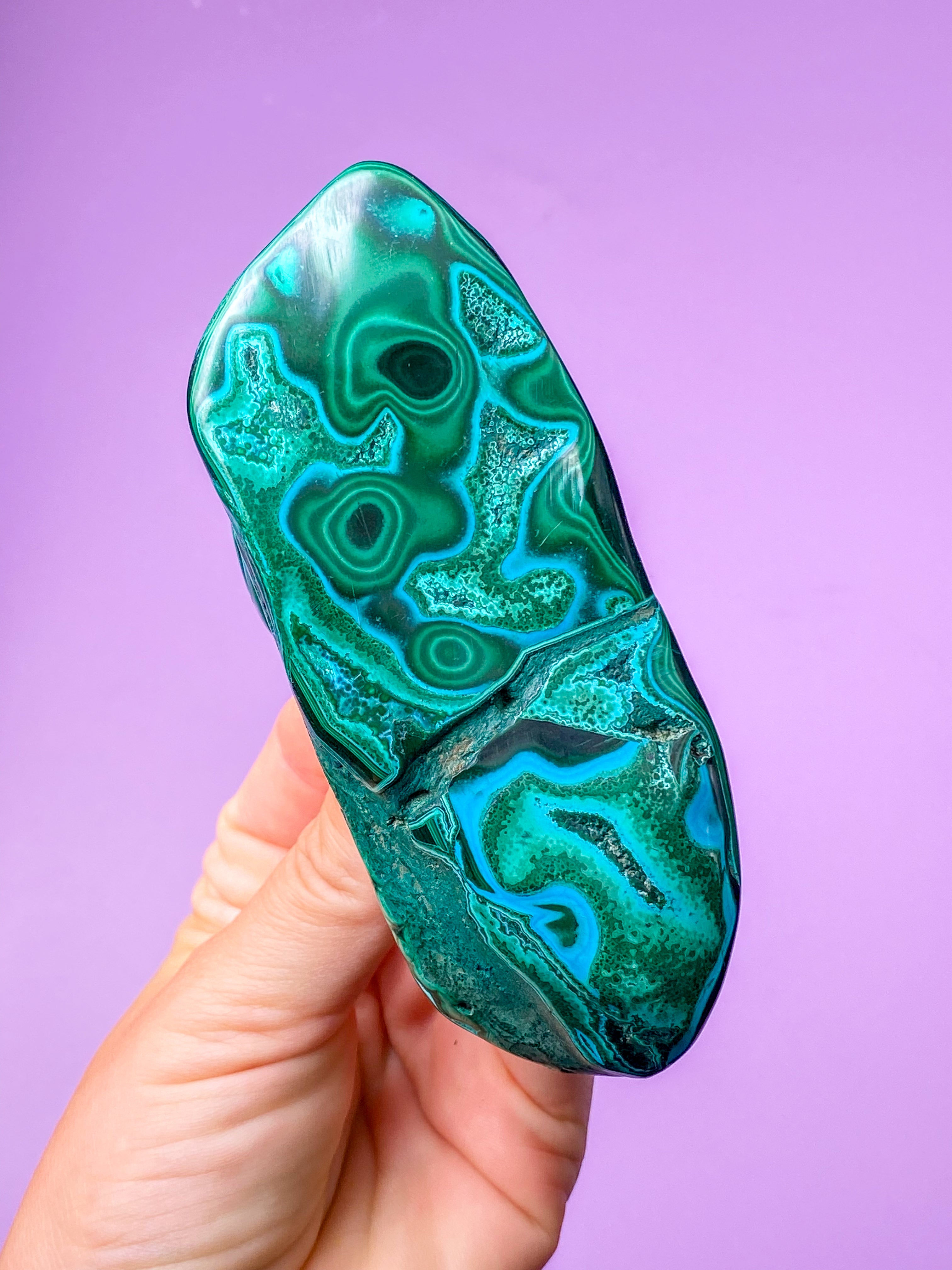 Malacolla Poleret (Nr. 2)