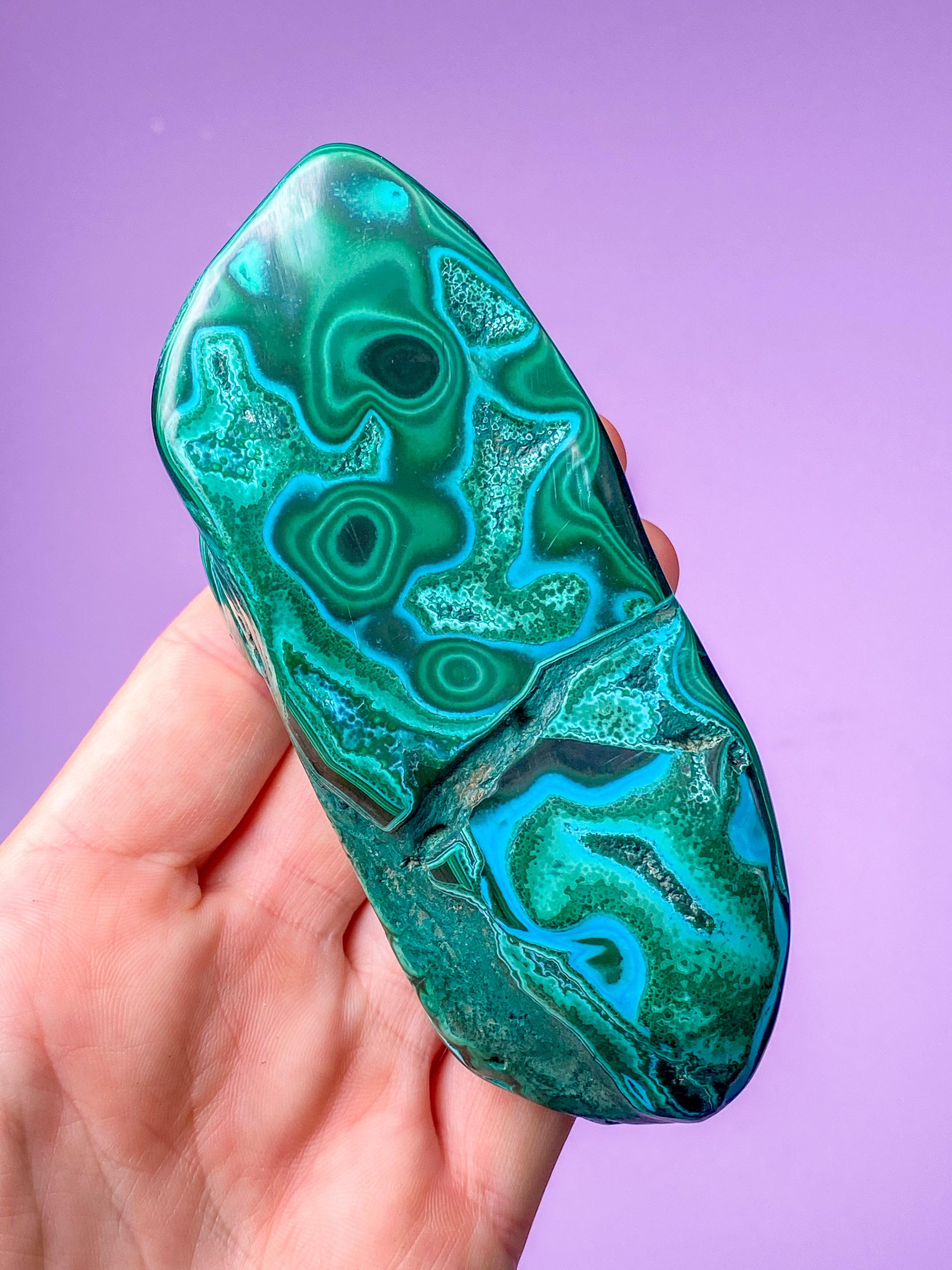 Malacolla Poleret (Nr. 2)