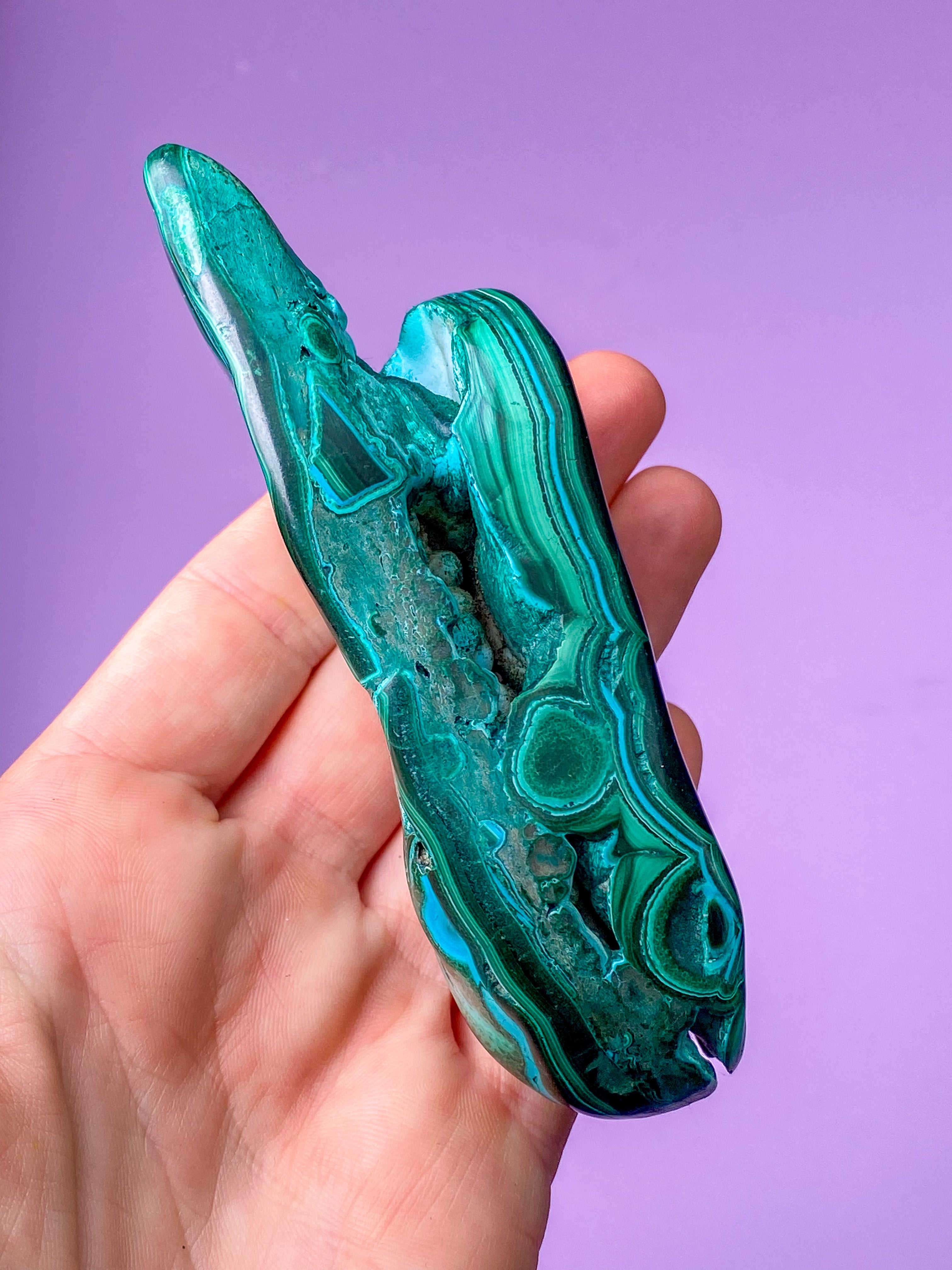 Malacolla Poleret (Nr. 2)