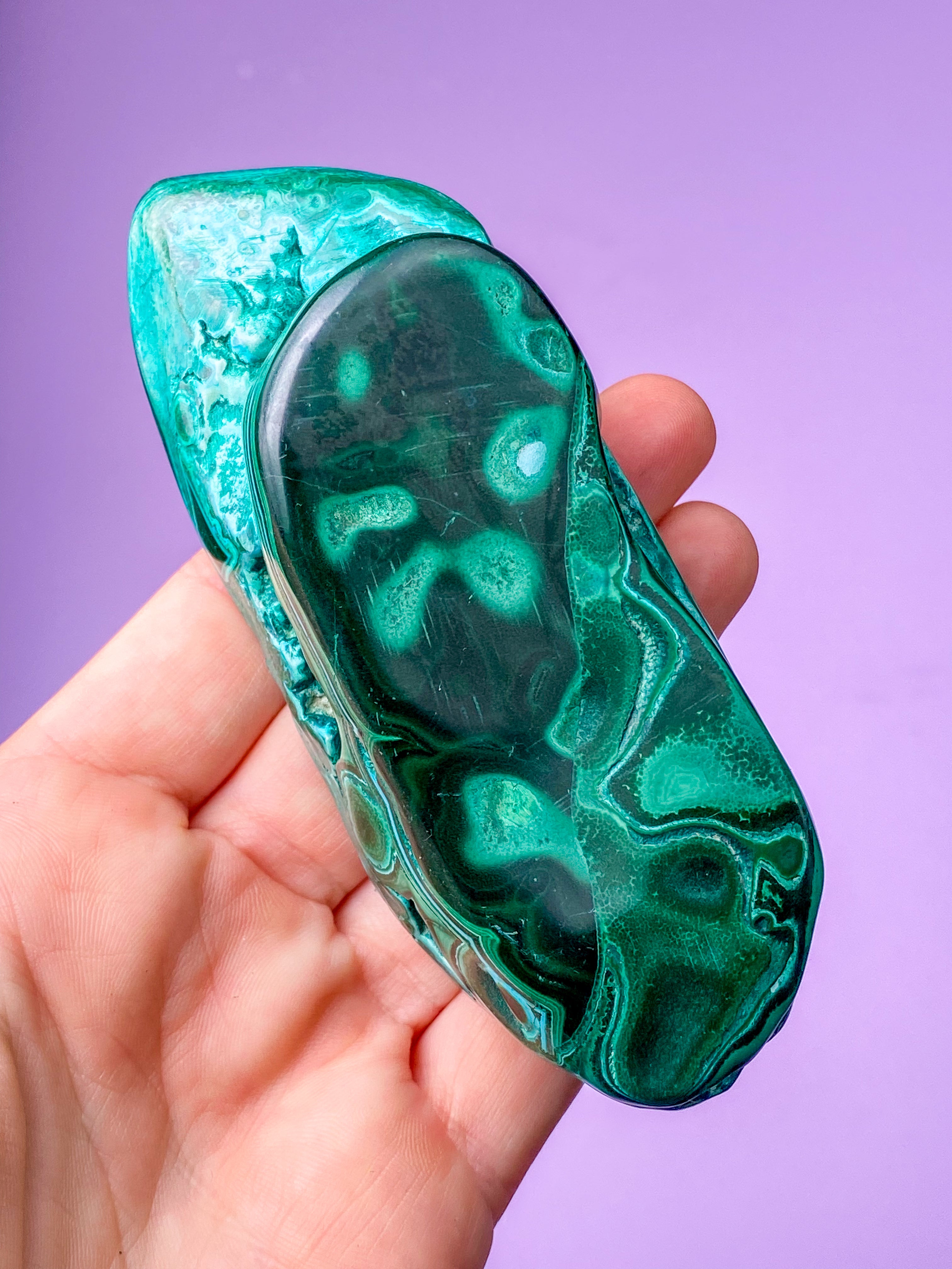 Malacolla Poleret (Nr. 2)