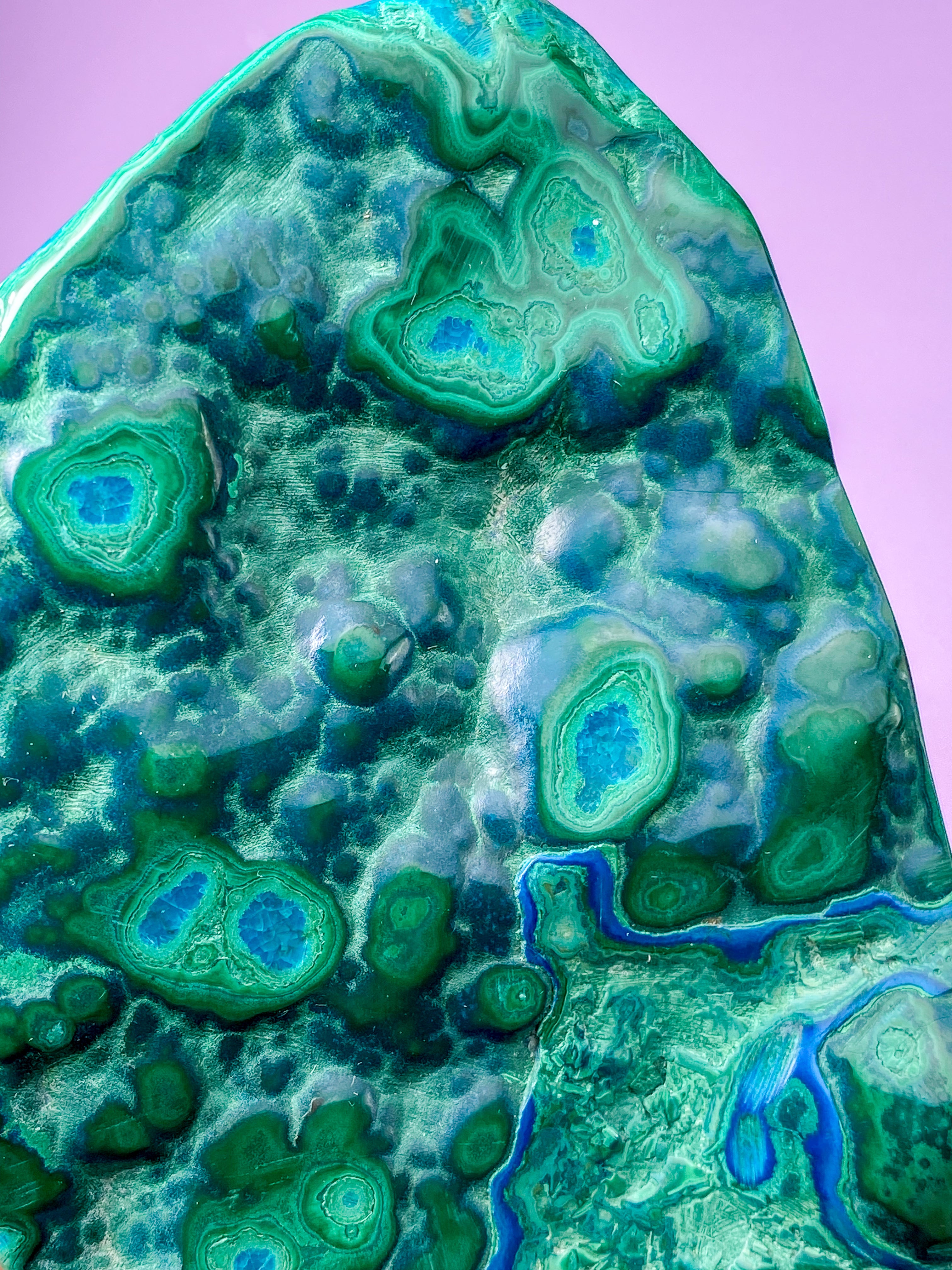 Malacolla Poleret (Nr. 4)