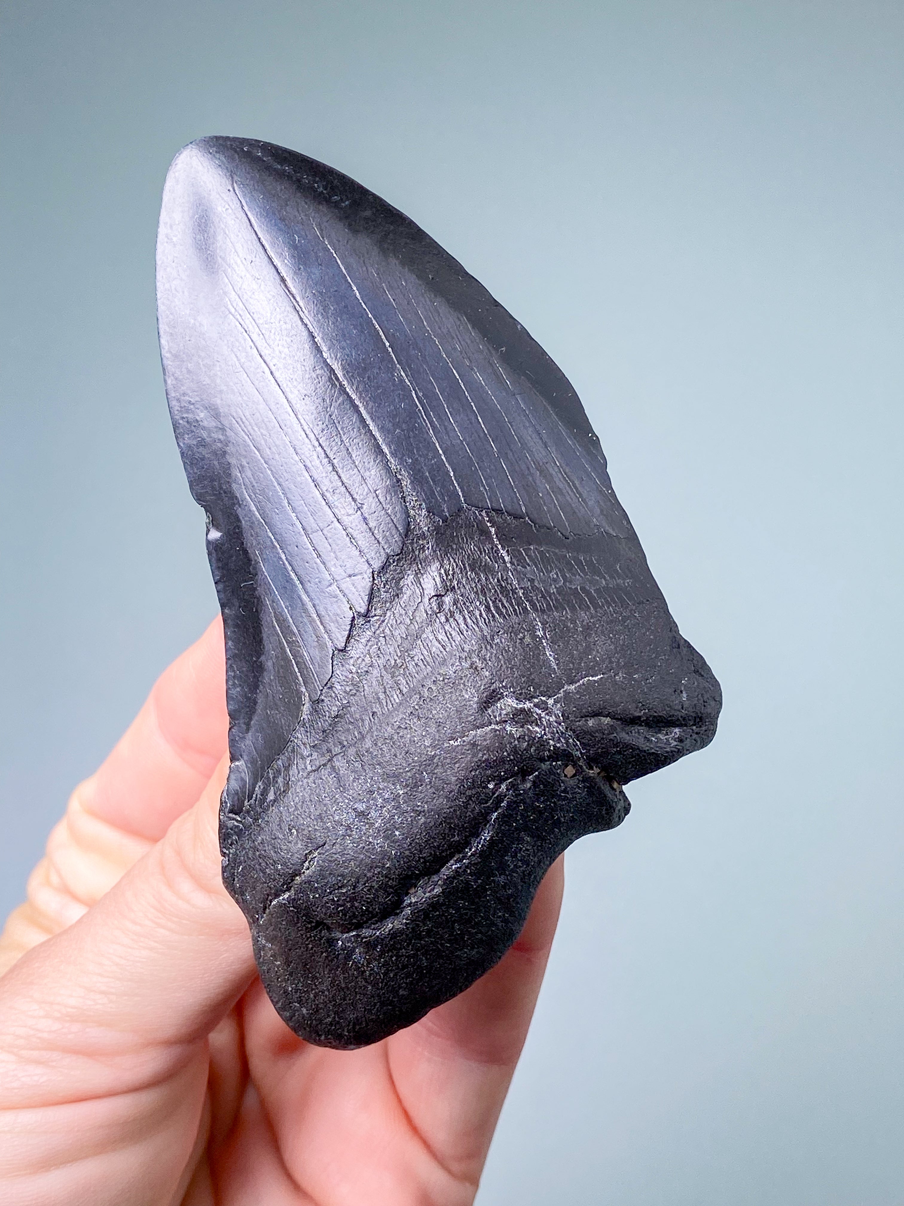 Megalodon-tandfossil (nr 4)