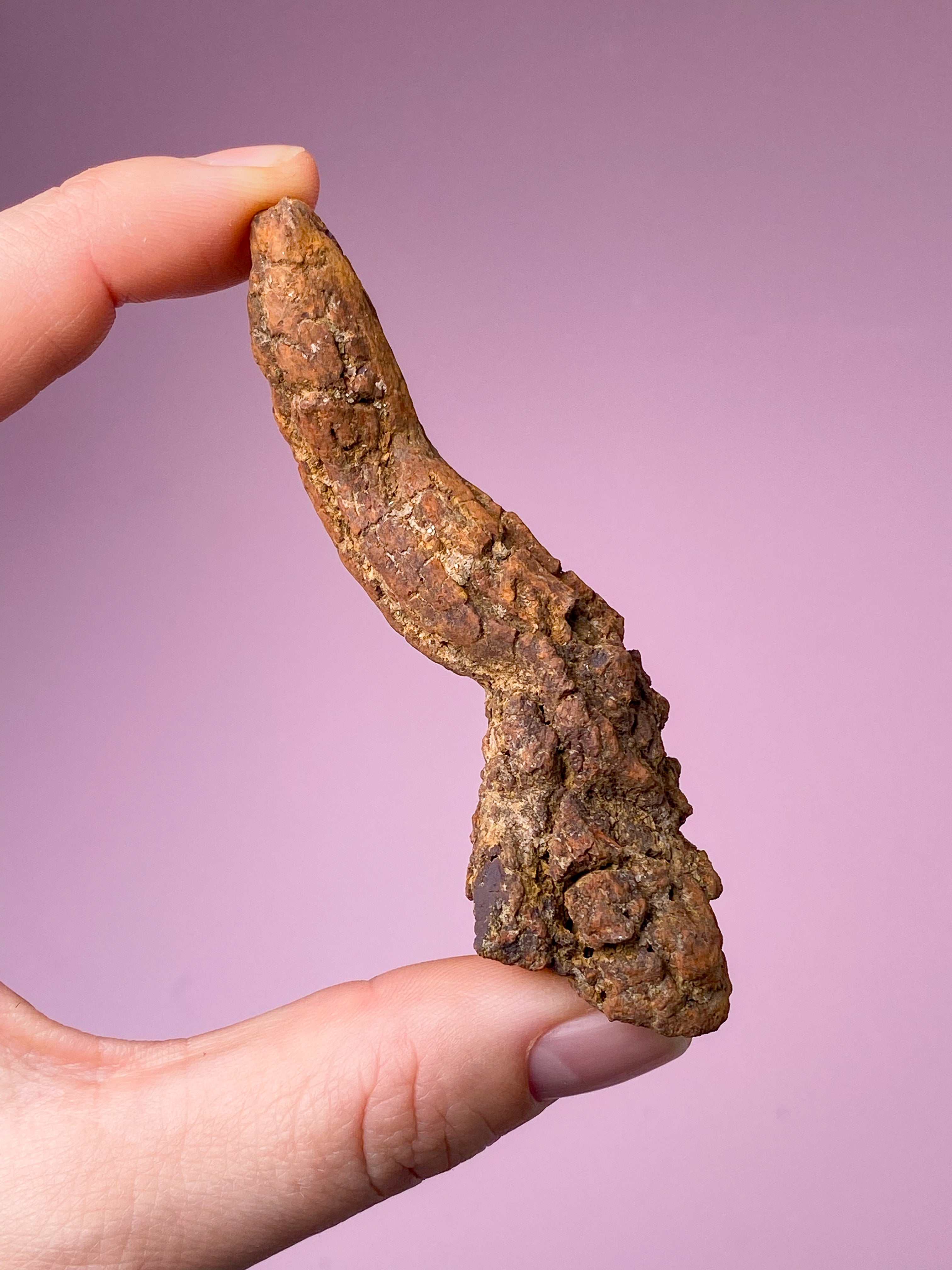 Koprolitfossil (nr 9)