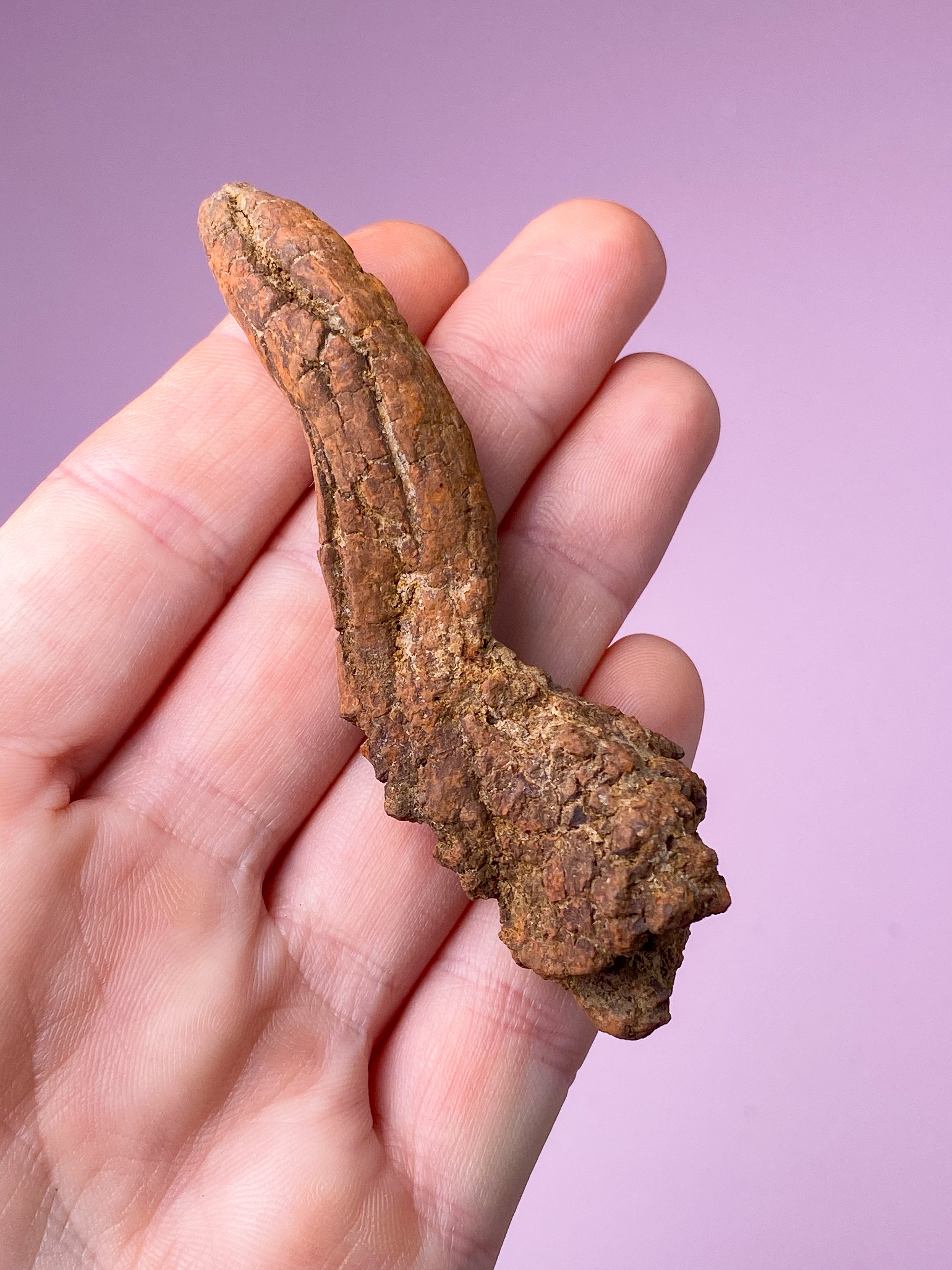 Koprolitfossil (nr 9)