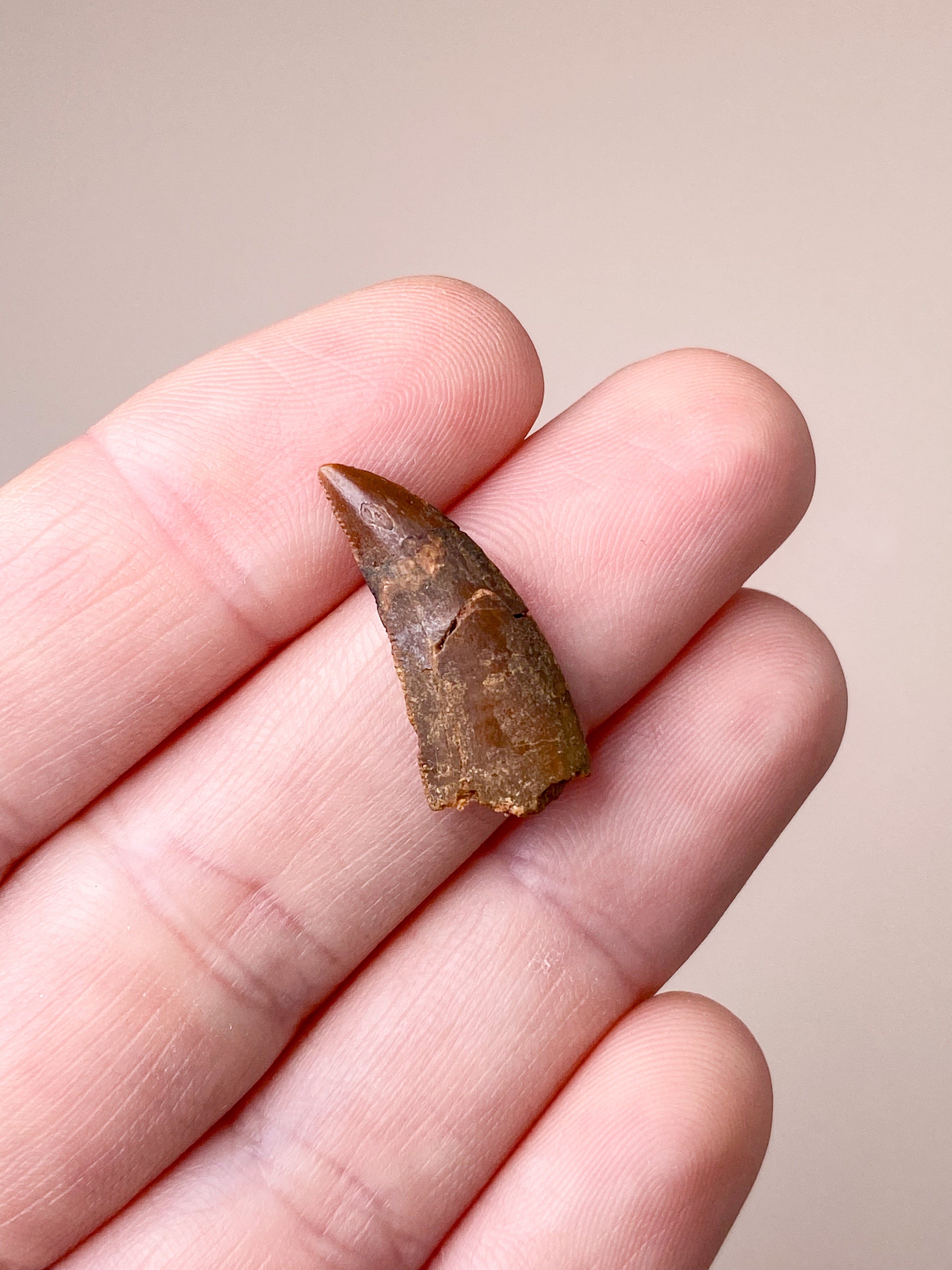 Rovfågeltandfossil (nr 4)