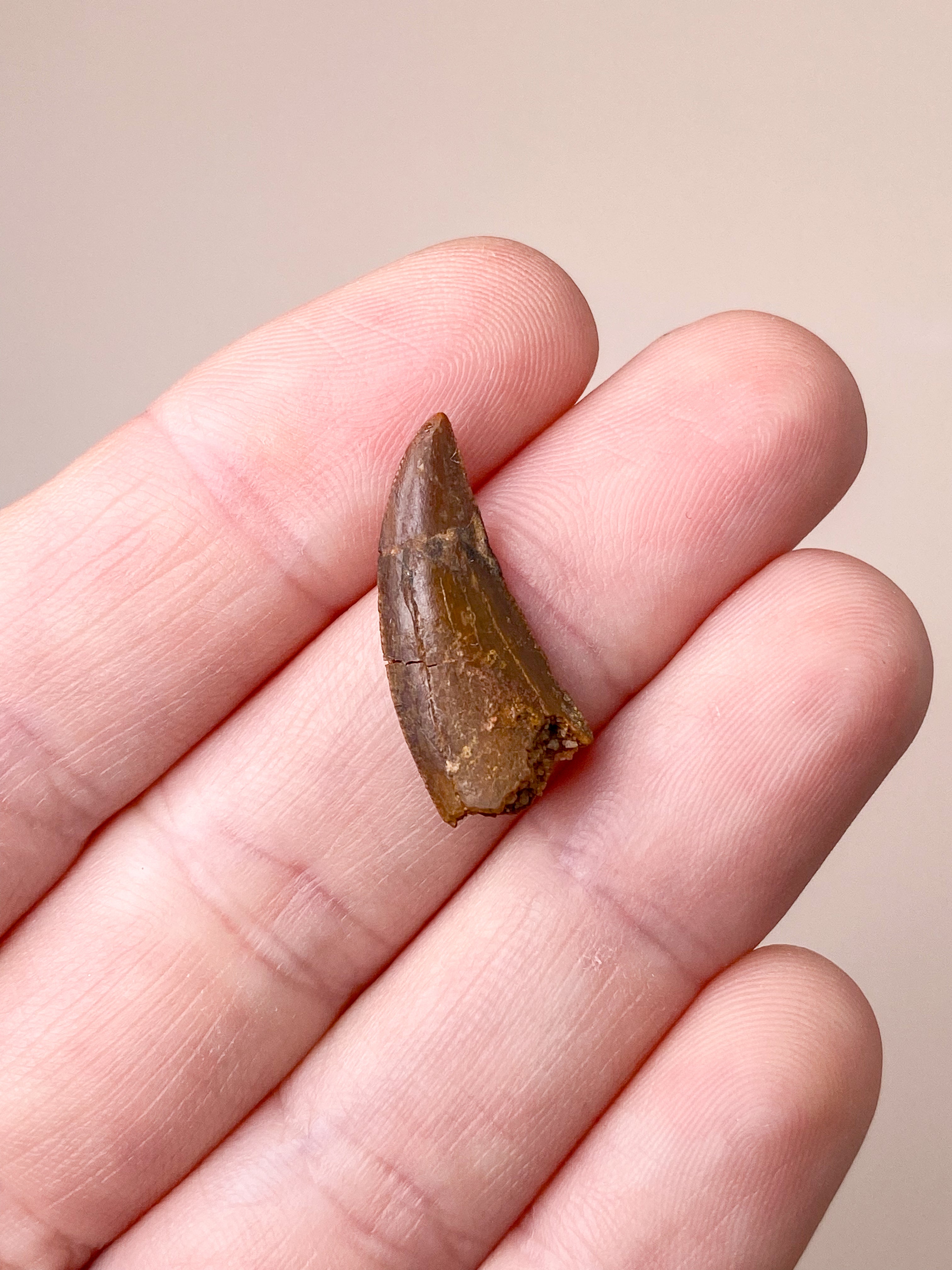 Rovfågeltandfossil (nr 4)