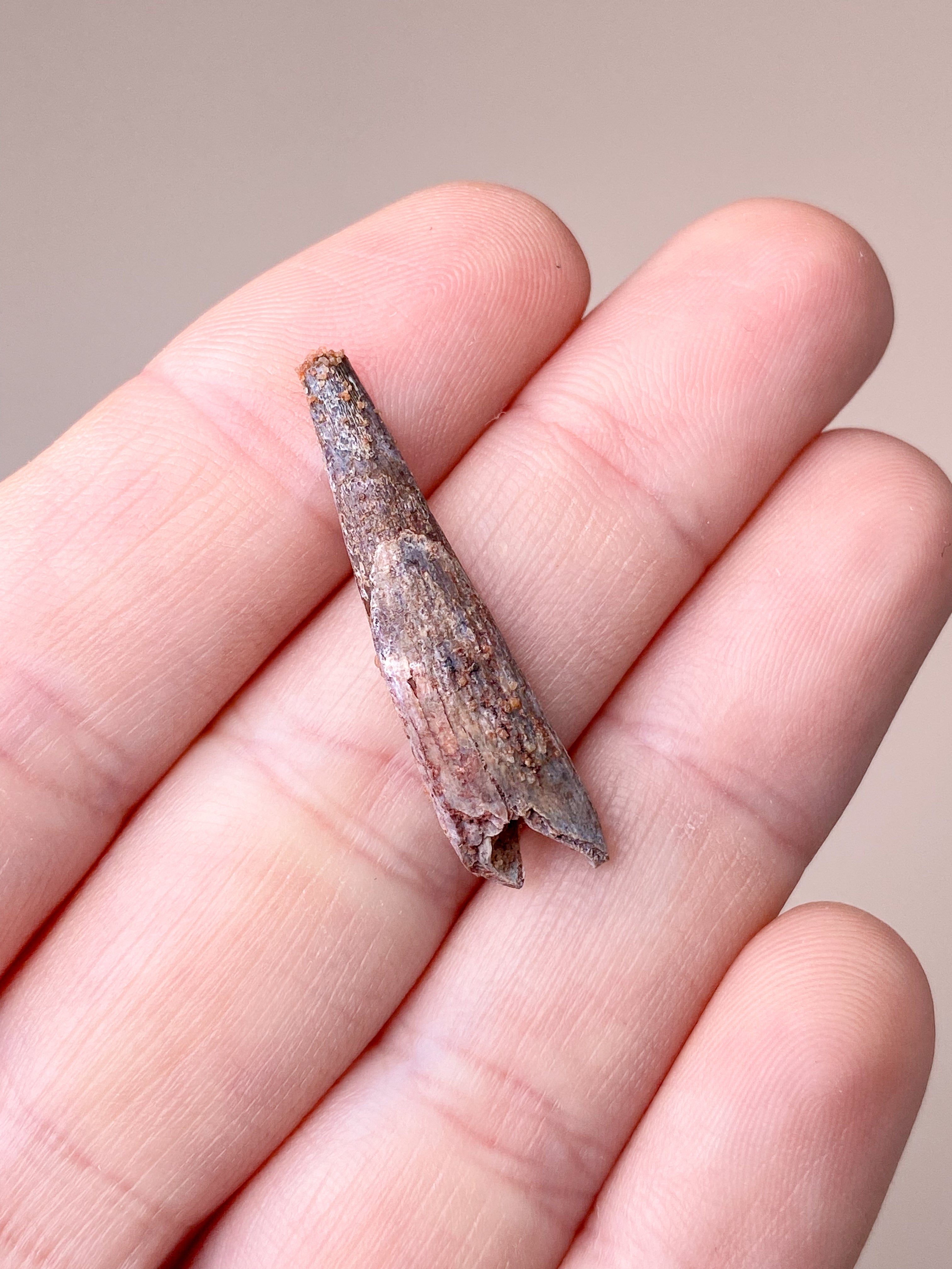 Tandfossil från pterosaurier (nr 1) Pterosaurie