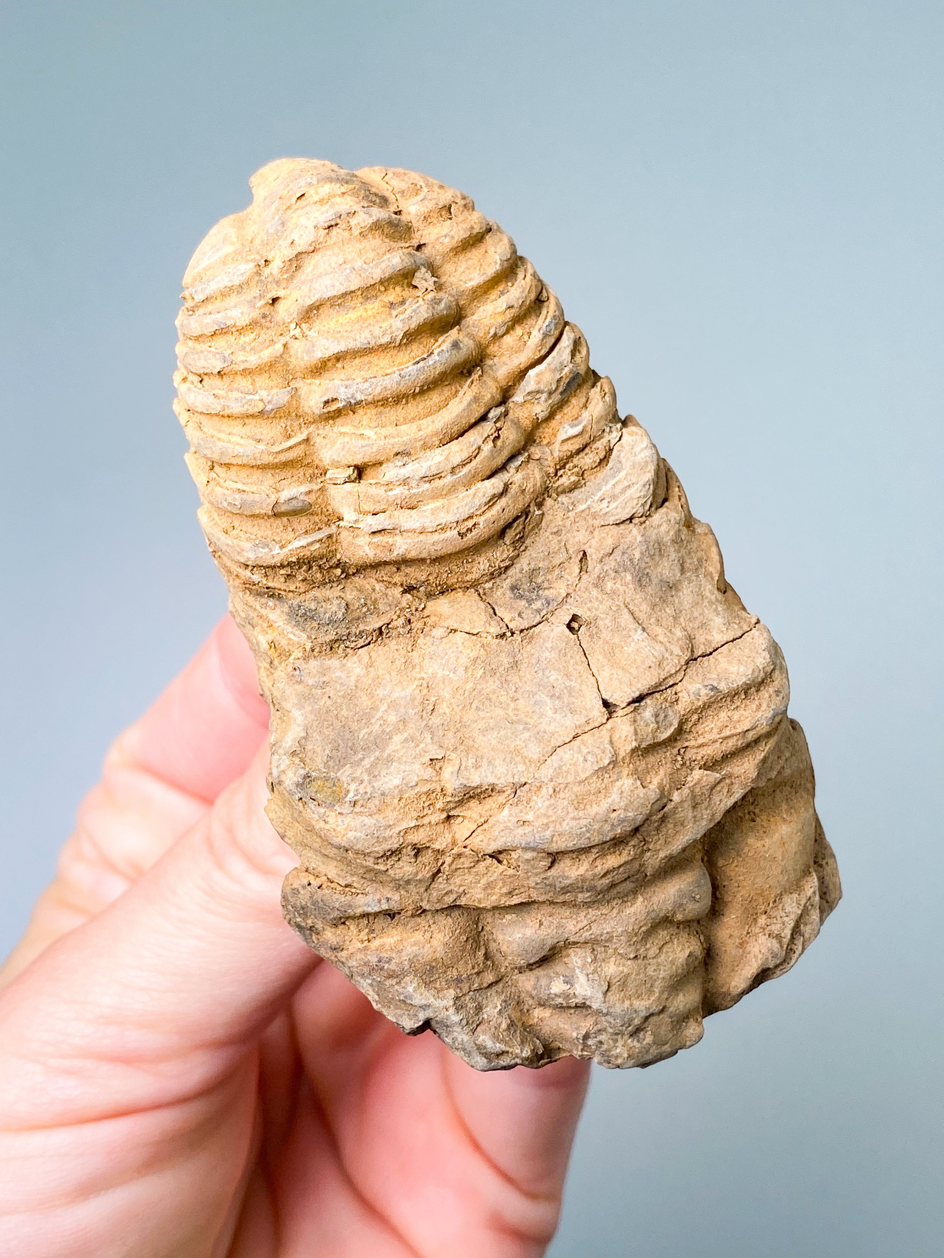 Trilobitfossil (nr 5)