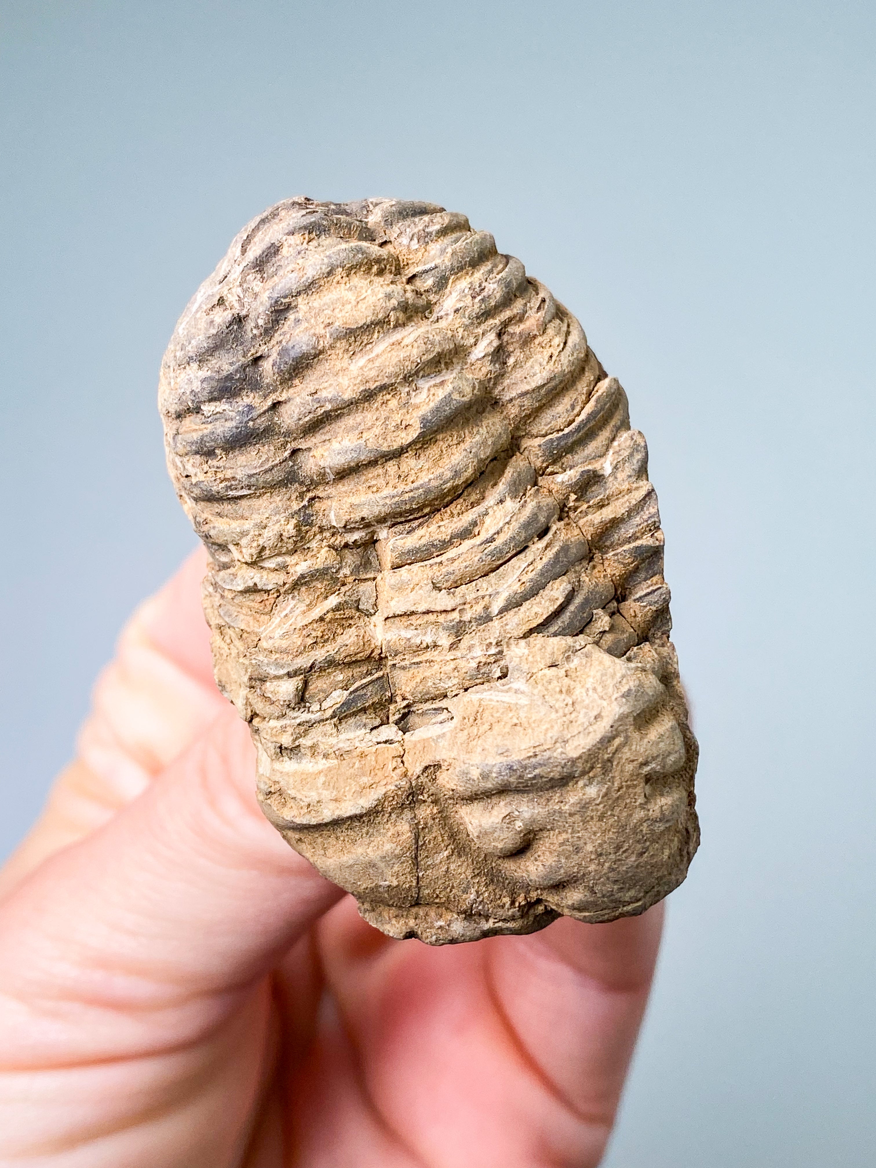 Trilobitfossil (nr 7)