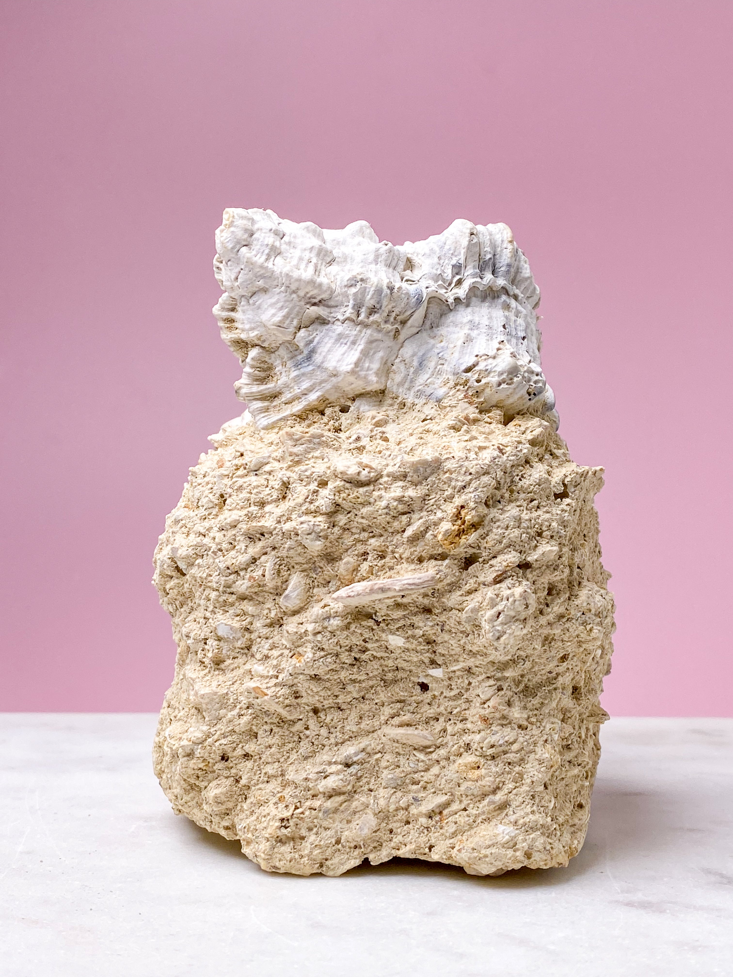 Skalfossil från Frankrike (nr 4)