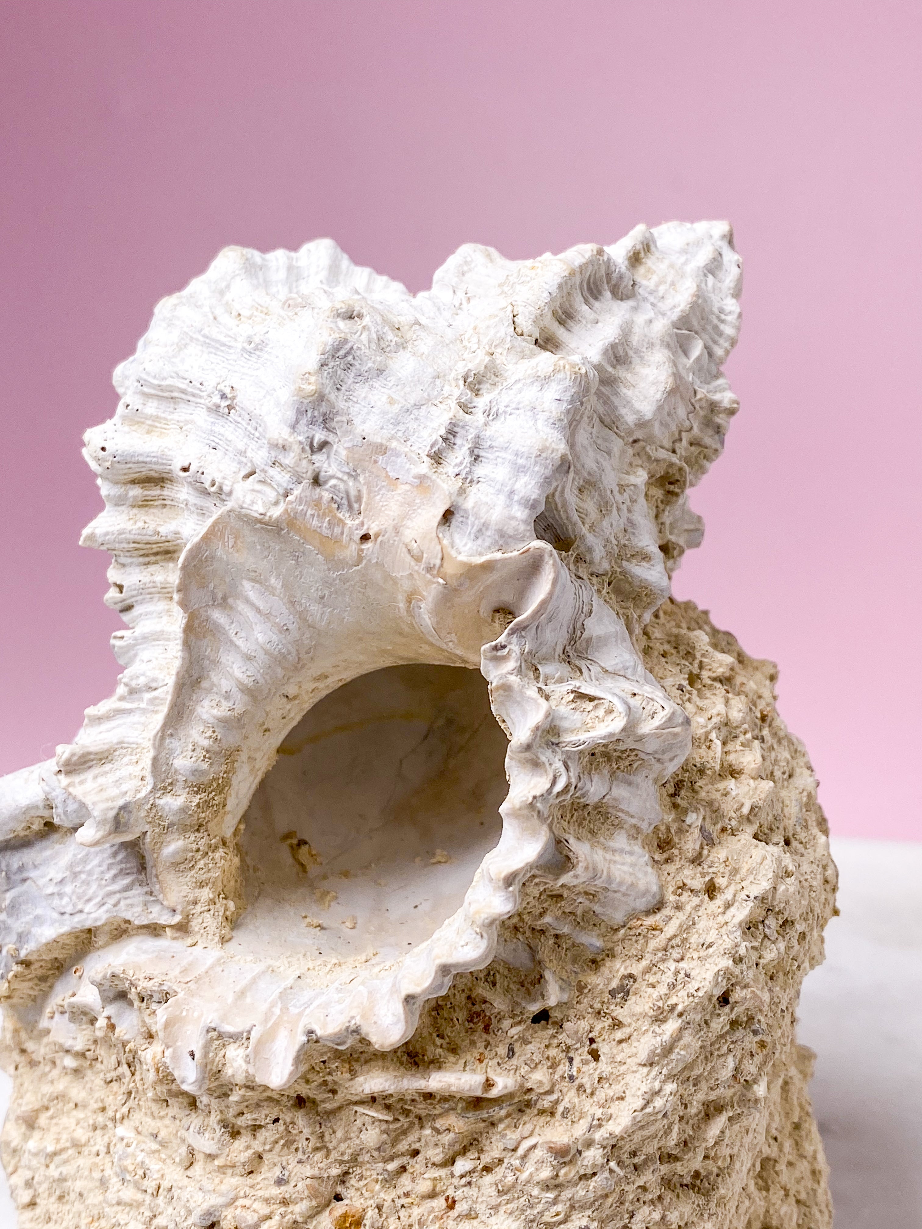 Skalfossil från Frankrike (nr 4)