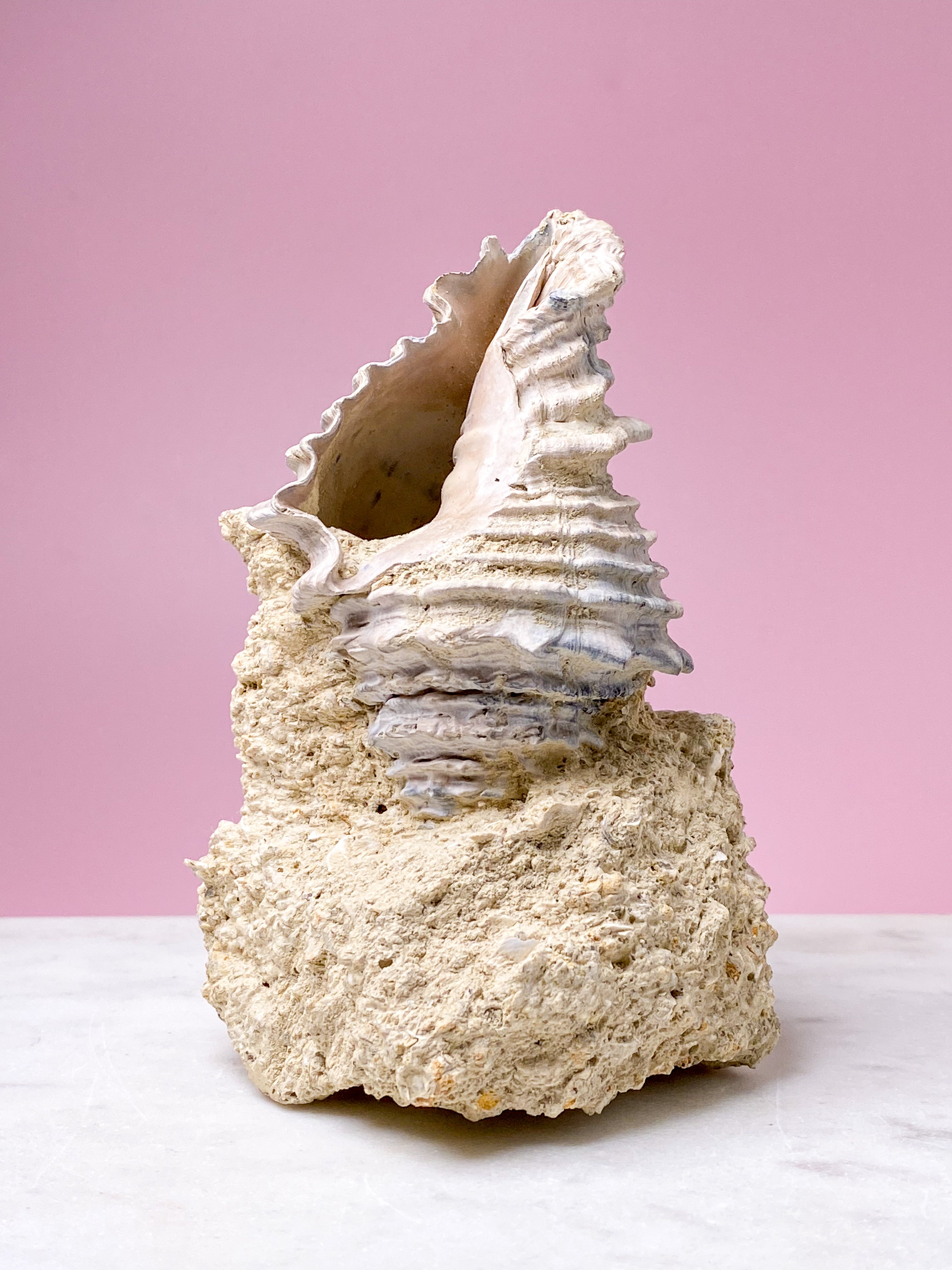 Skalfossil från Frankrike (nr 5)