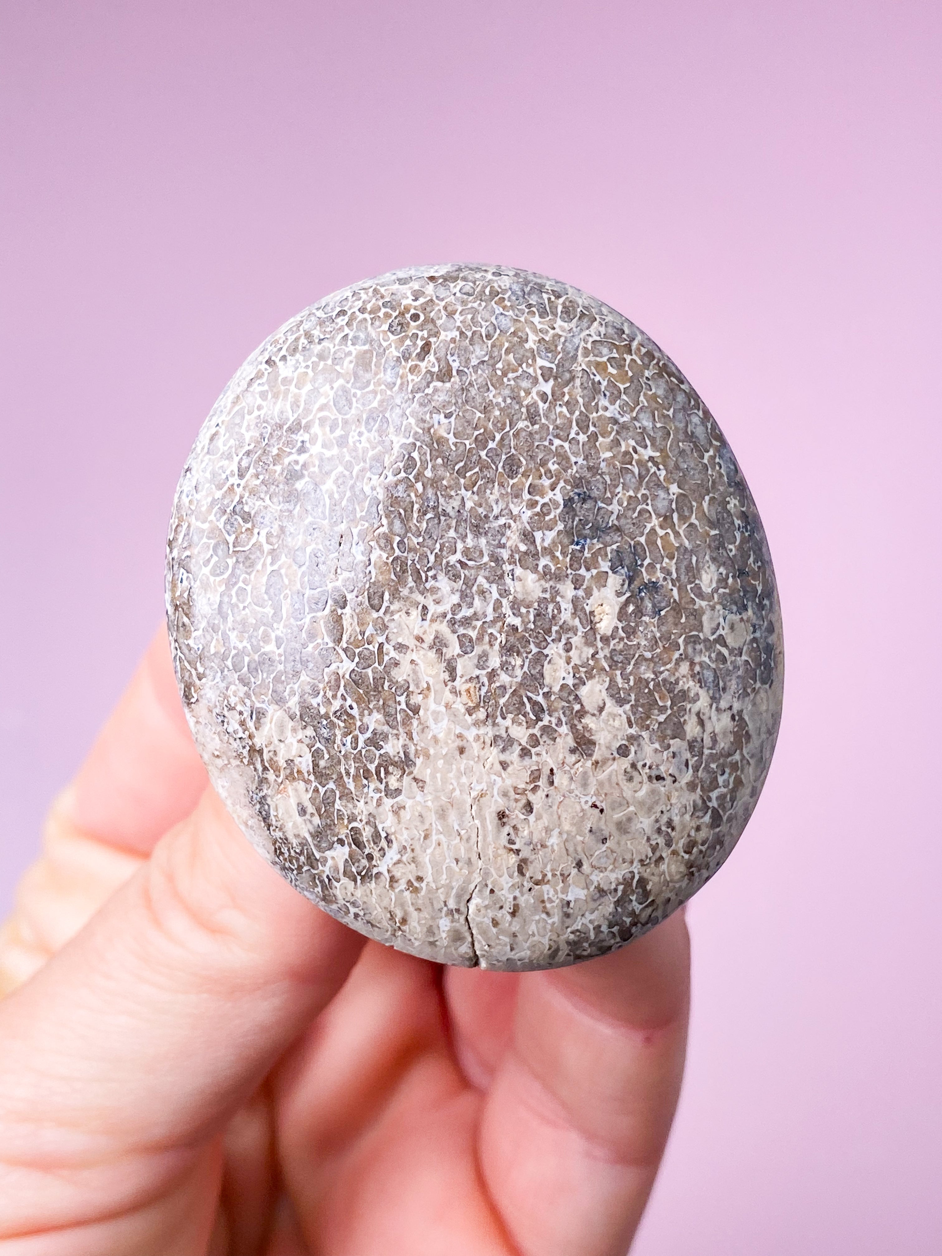 Atlasaurus Dinosaur Fossil Knogle Palmstone (Nr. 10)