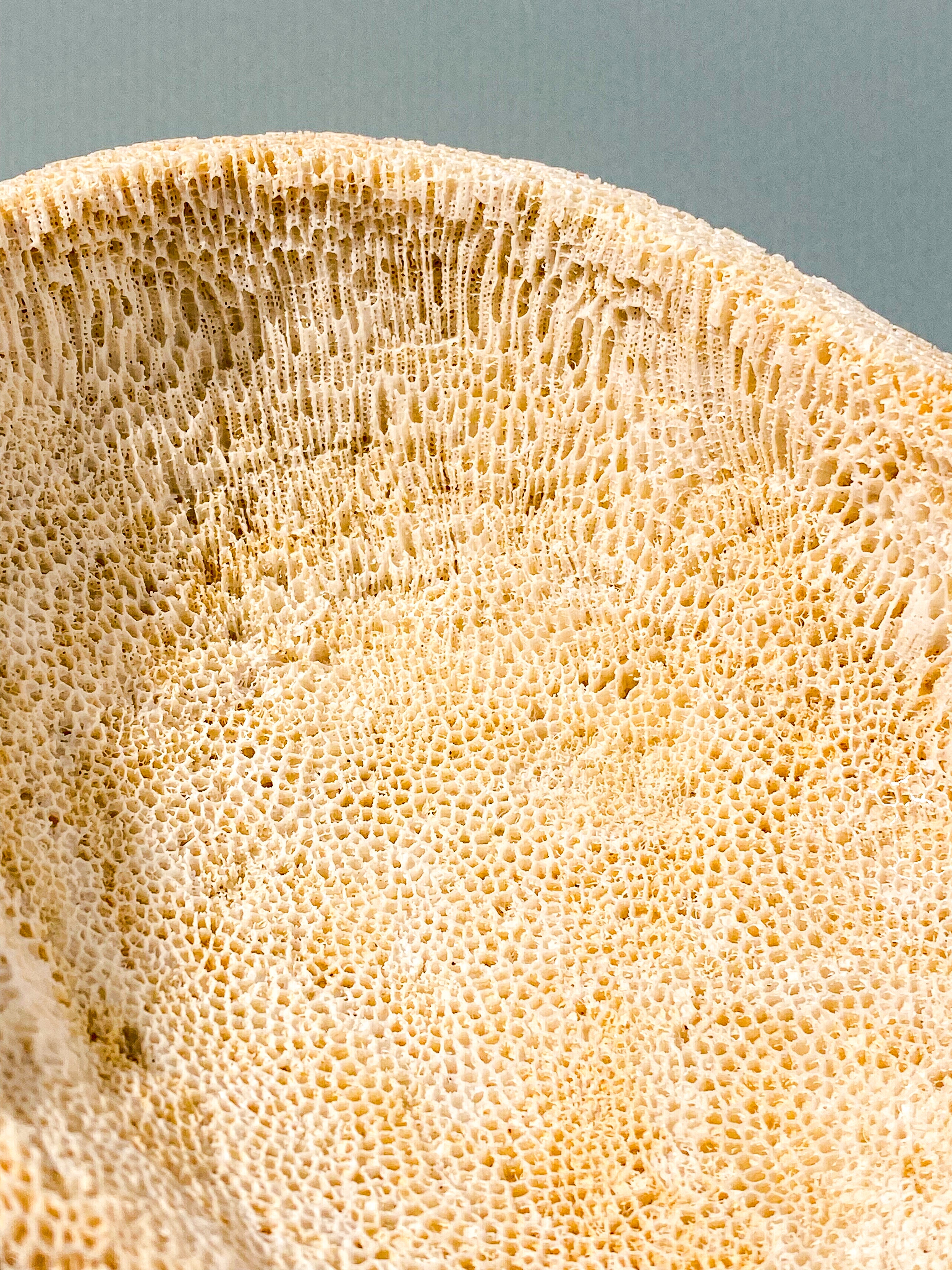 Koralrods Fossil Skål (Nr. 1)