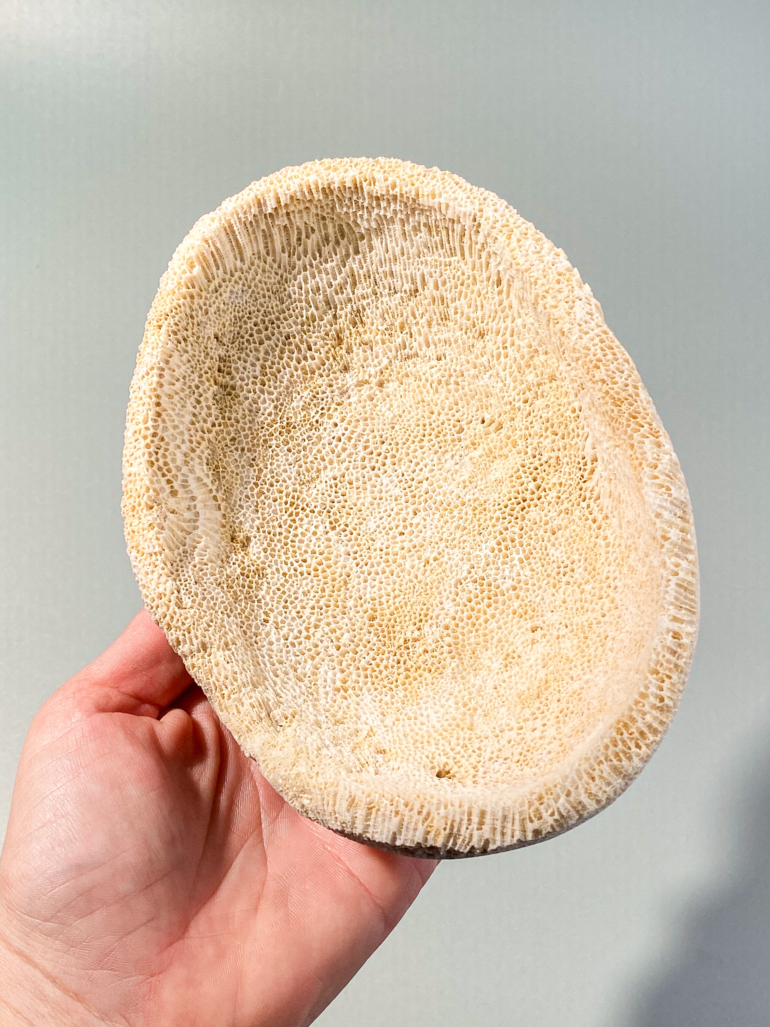 Koralrods Fossil Skål (Nr. 1)