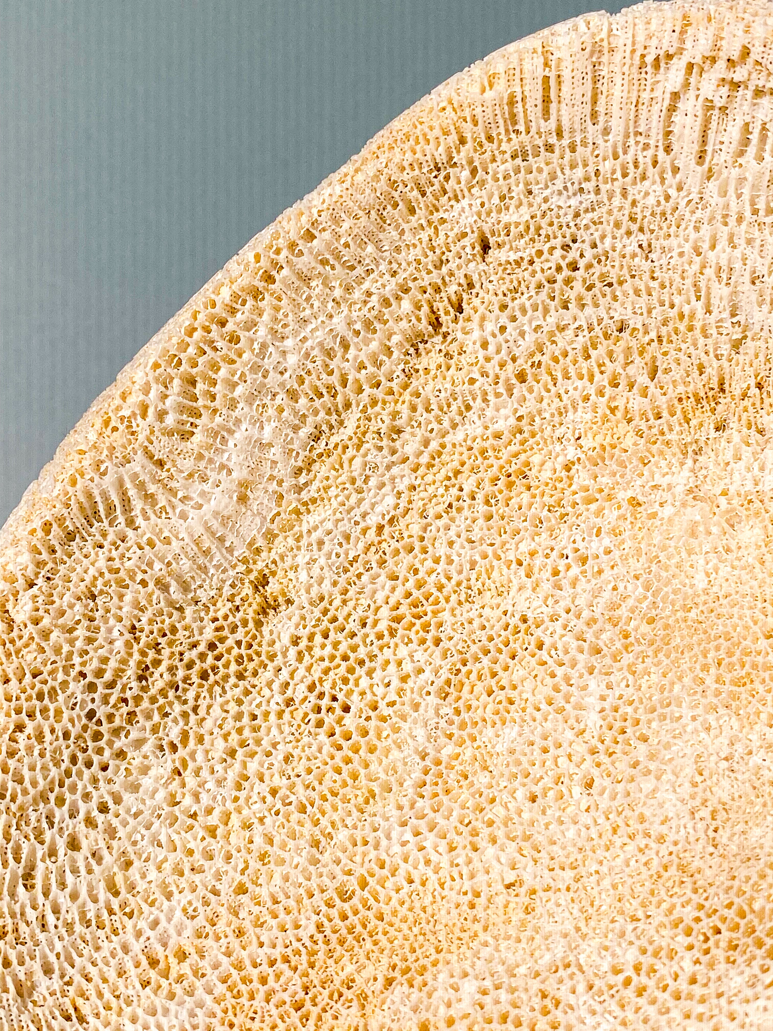 Koralrods Fossil Skål (Nr. 1)