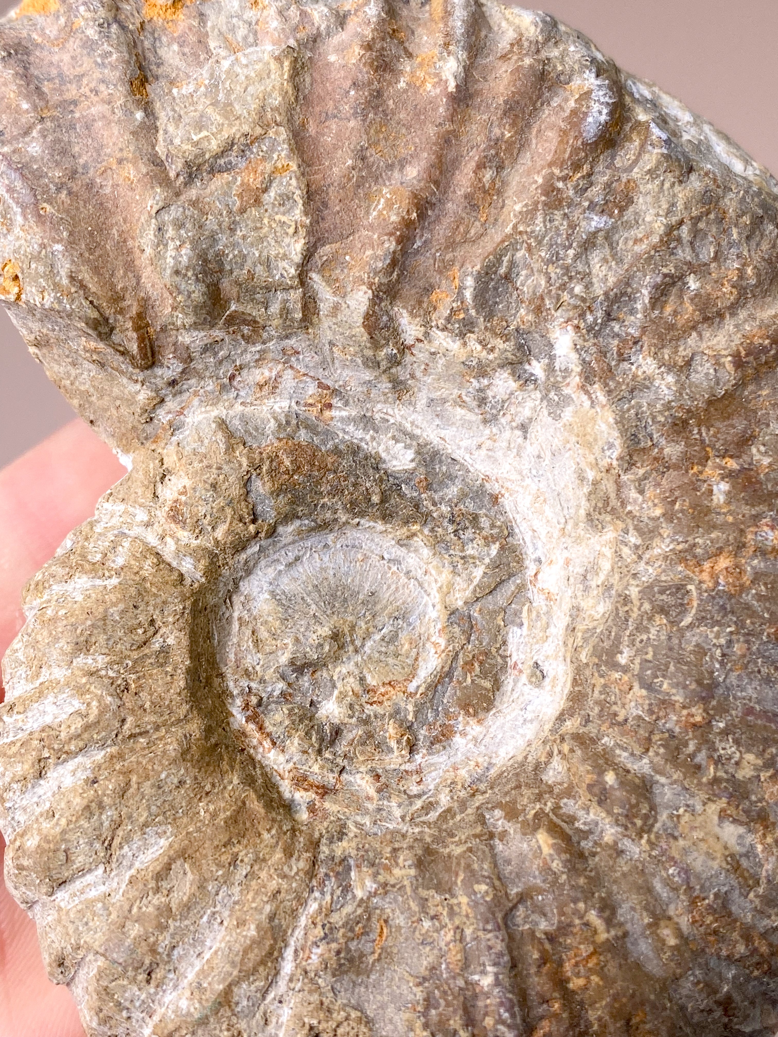 Stor Ammonit (Nr. 4)